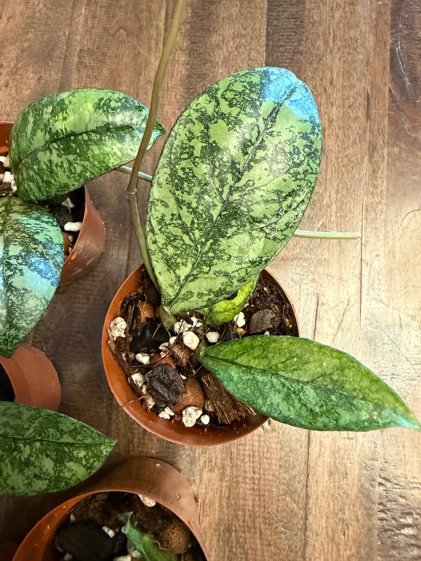 Hoya Crassipetiolata Splash x Michele clone 2