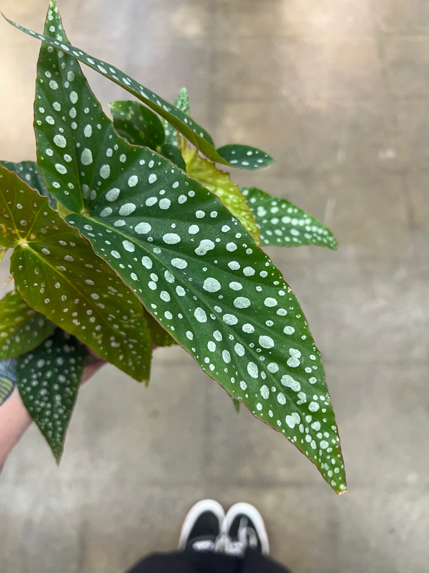 Bégonia Maculata Blanc