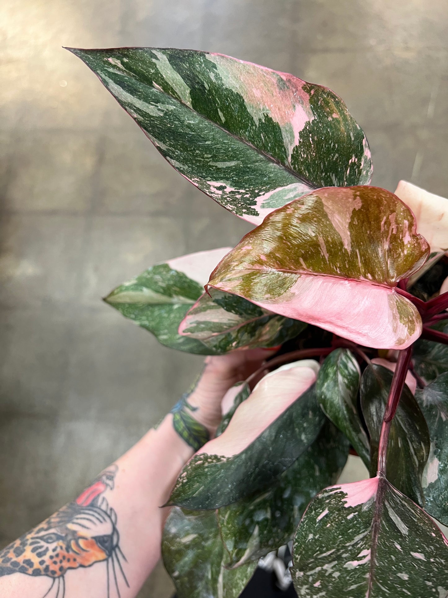 Philodendron Pink Marble Naomi
