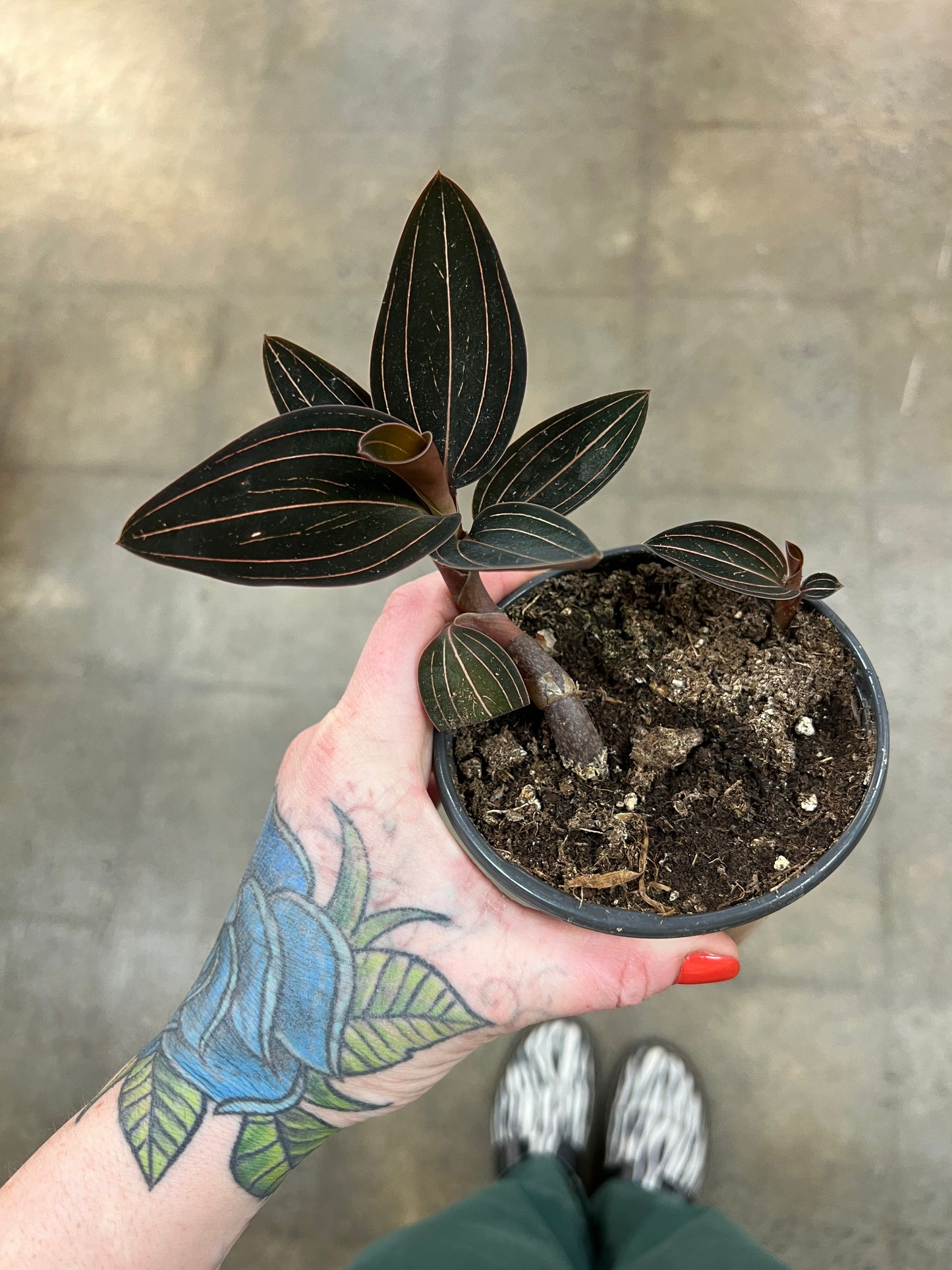 Jewel Orchid / Ludisia