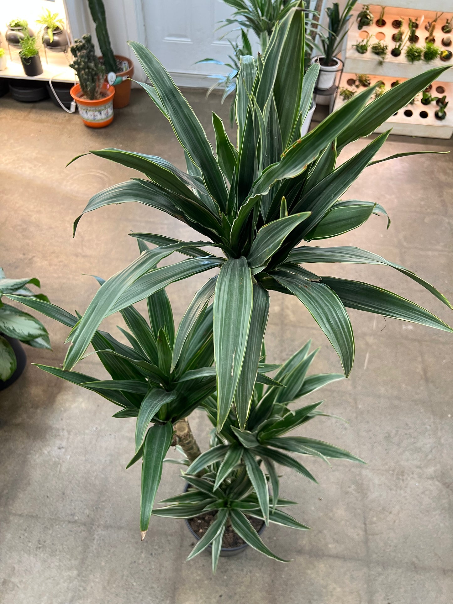 Dracaena Warneckii Ulysse 4'3'2'1