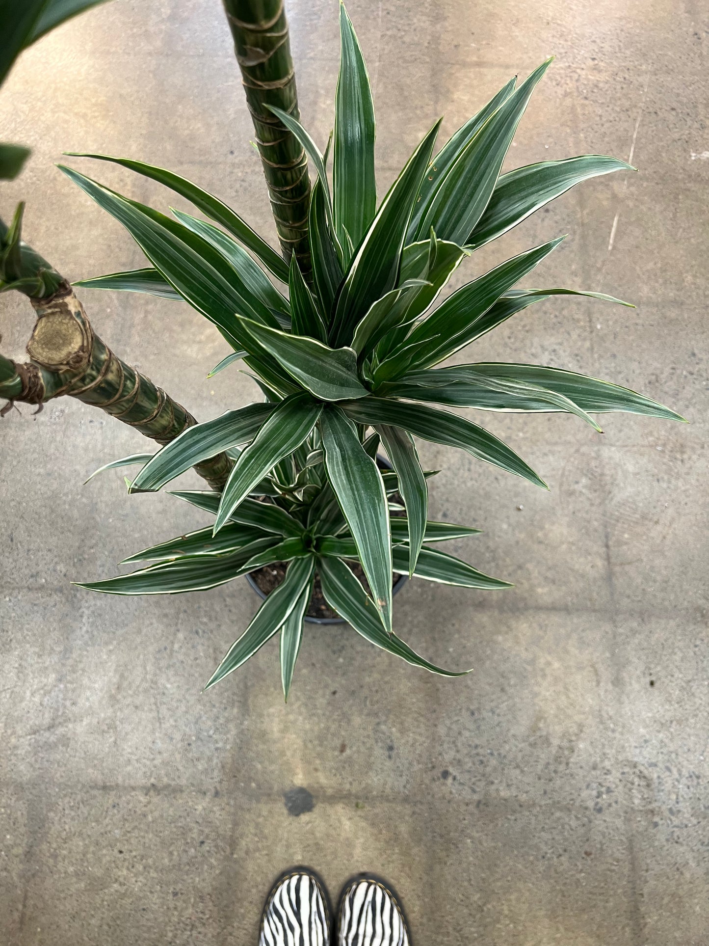 Dracaena Warneckii Ulysse 4'3'2'1