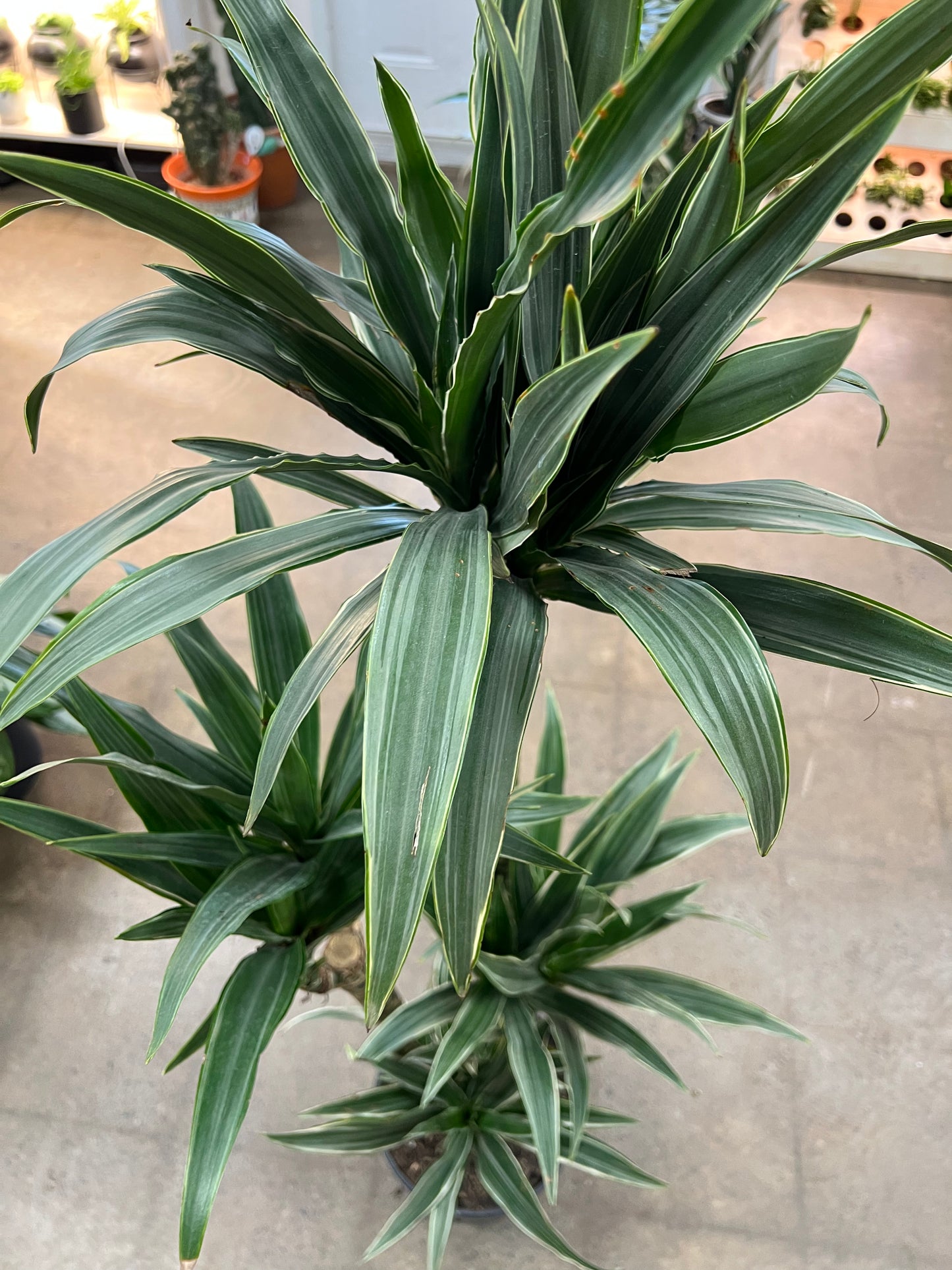Dracaena Warneckii Ulysse 4'3'2'1
