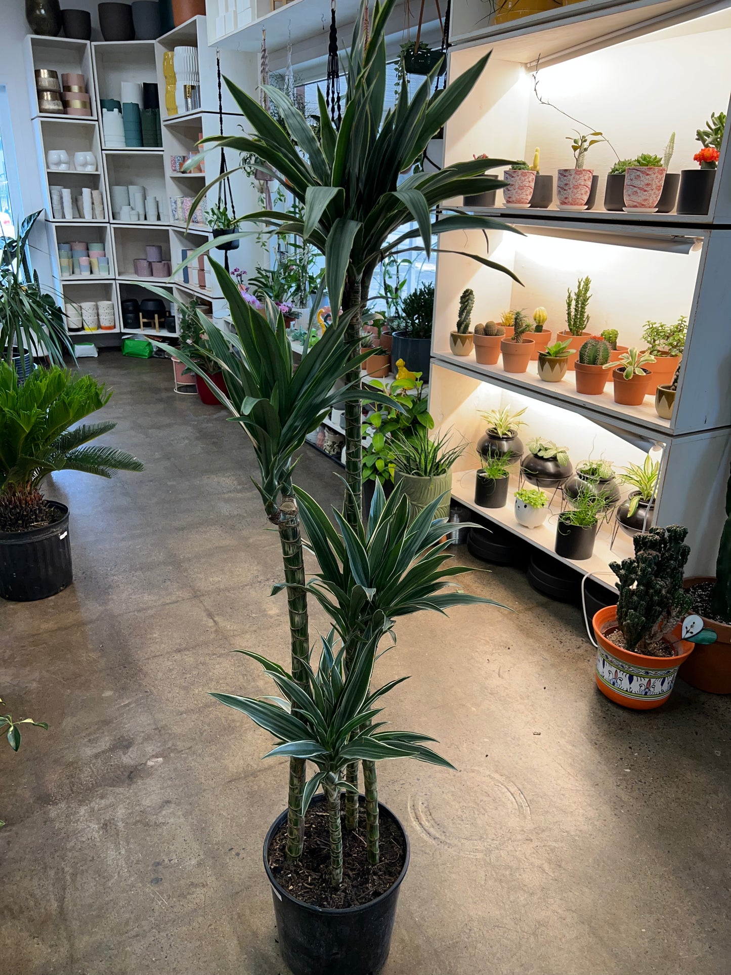 Dracaena Warneckii Ulysse 4'3'2'1