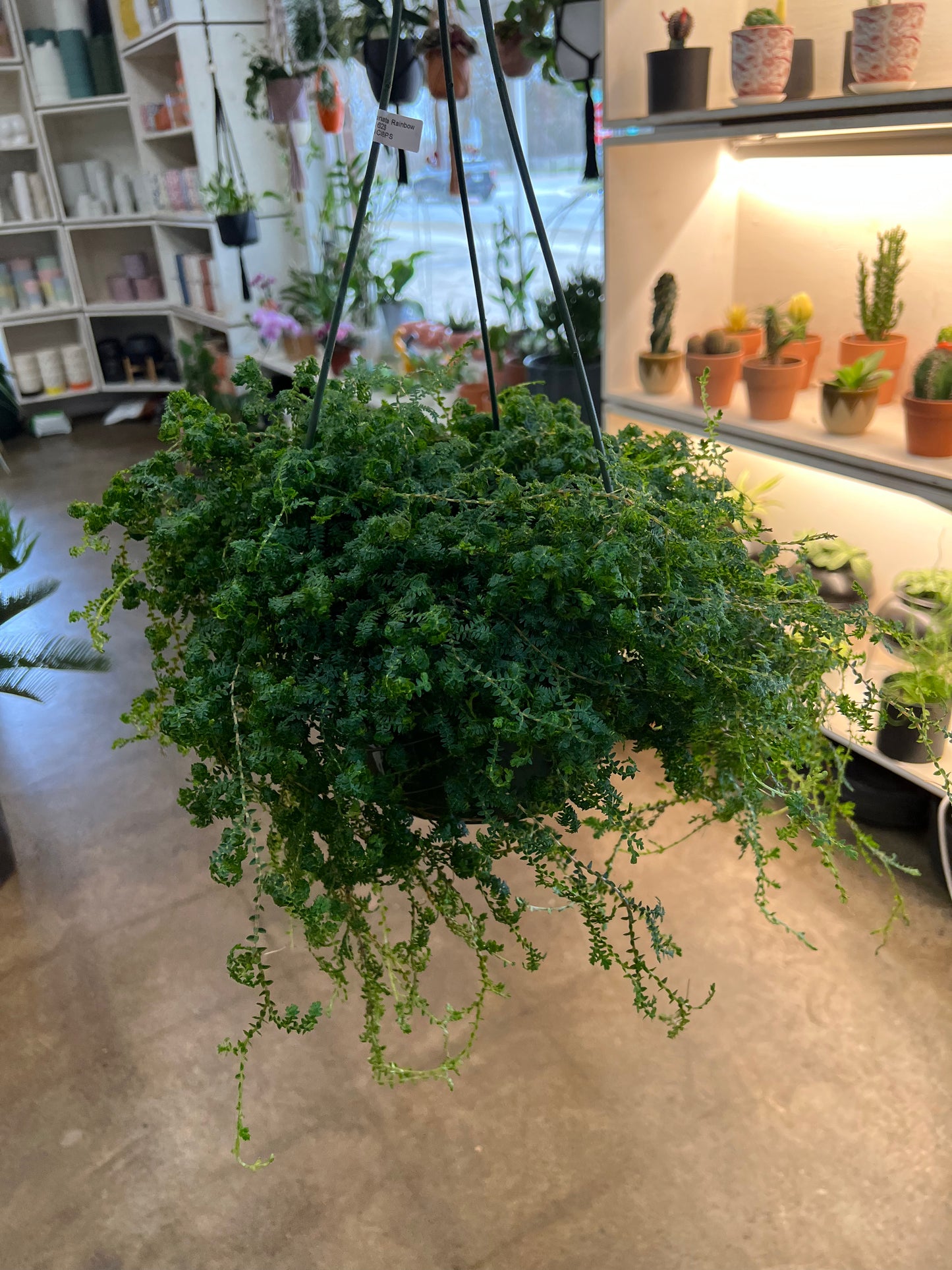 Selaginella Uncinata Rainbow Moss