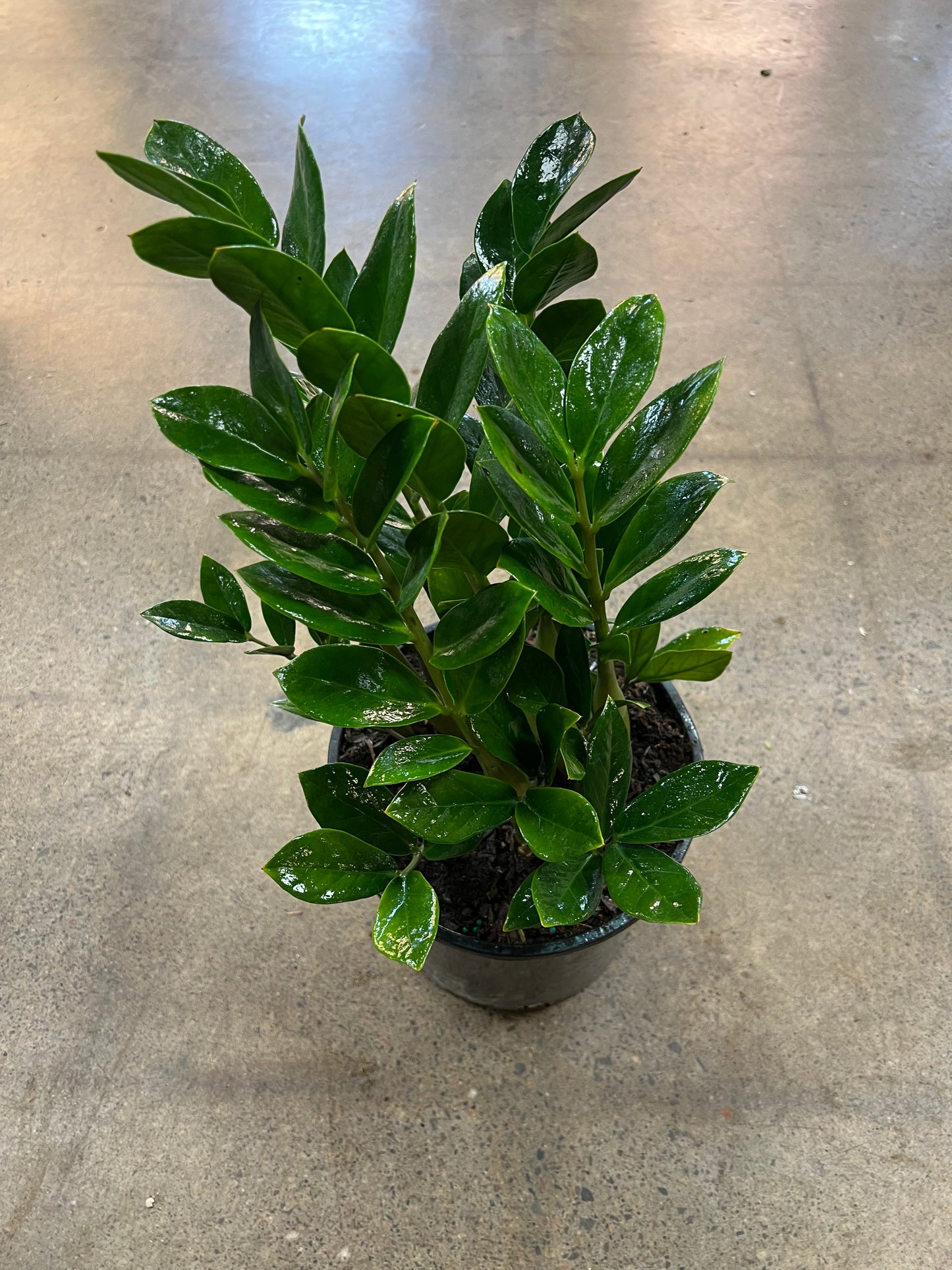 Zamioculcas Zamiifolia