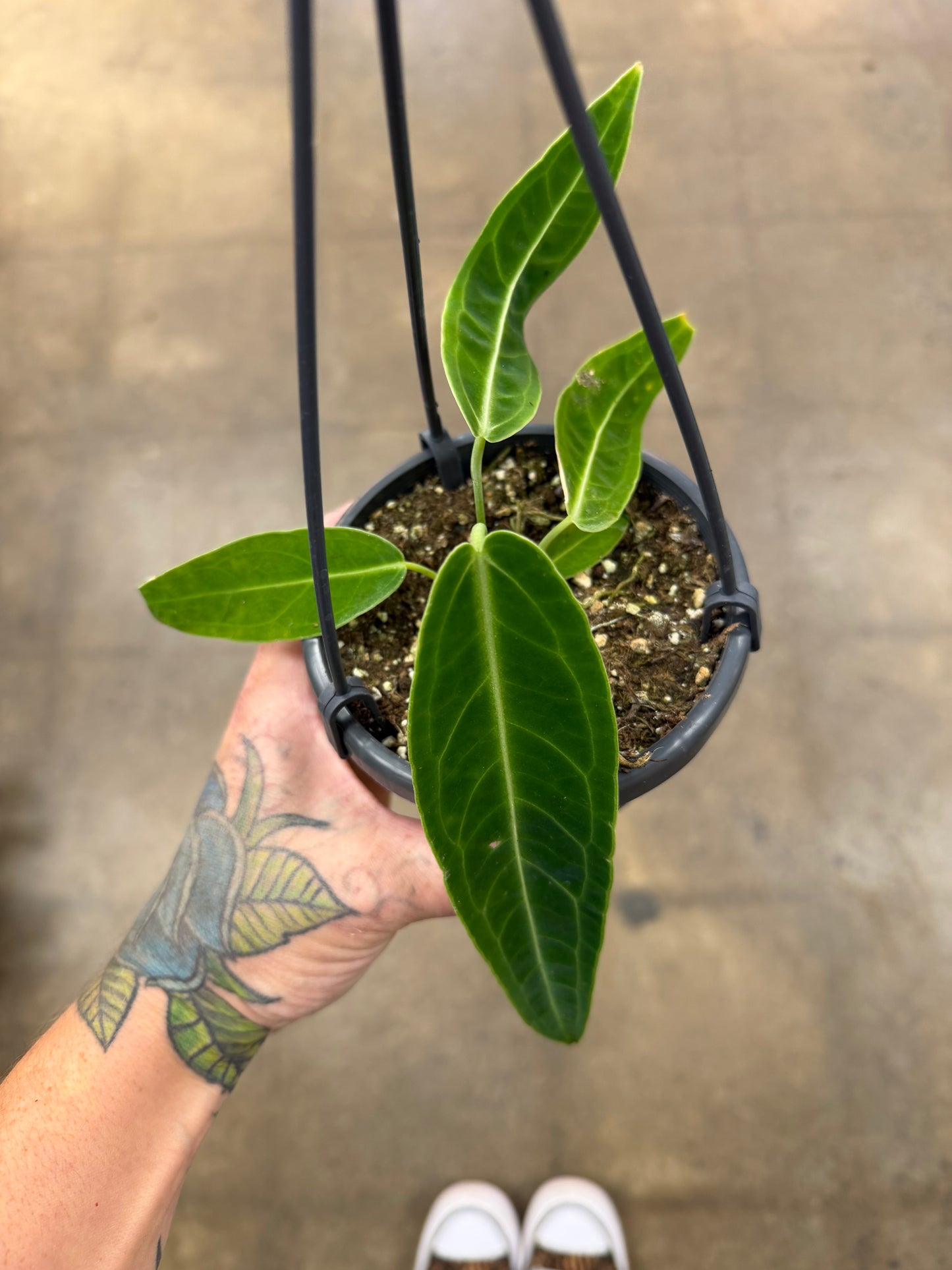 Anthurium Warocqueanum
