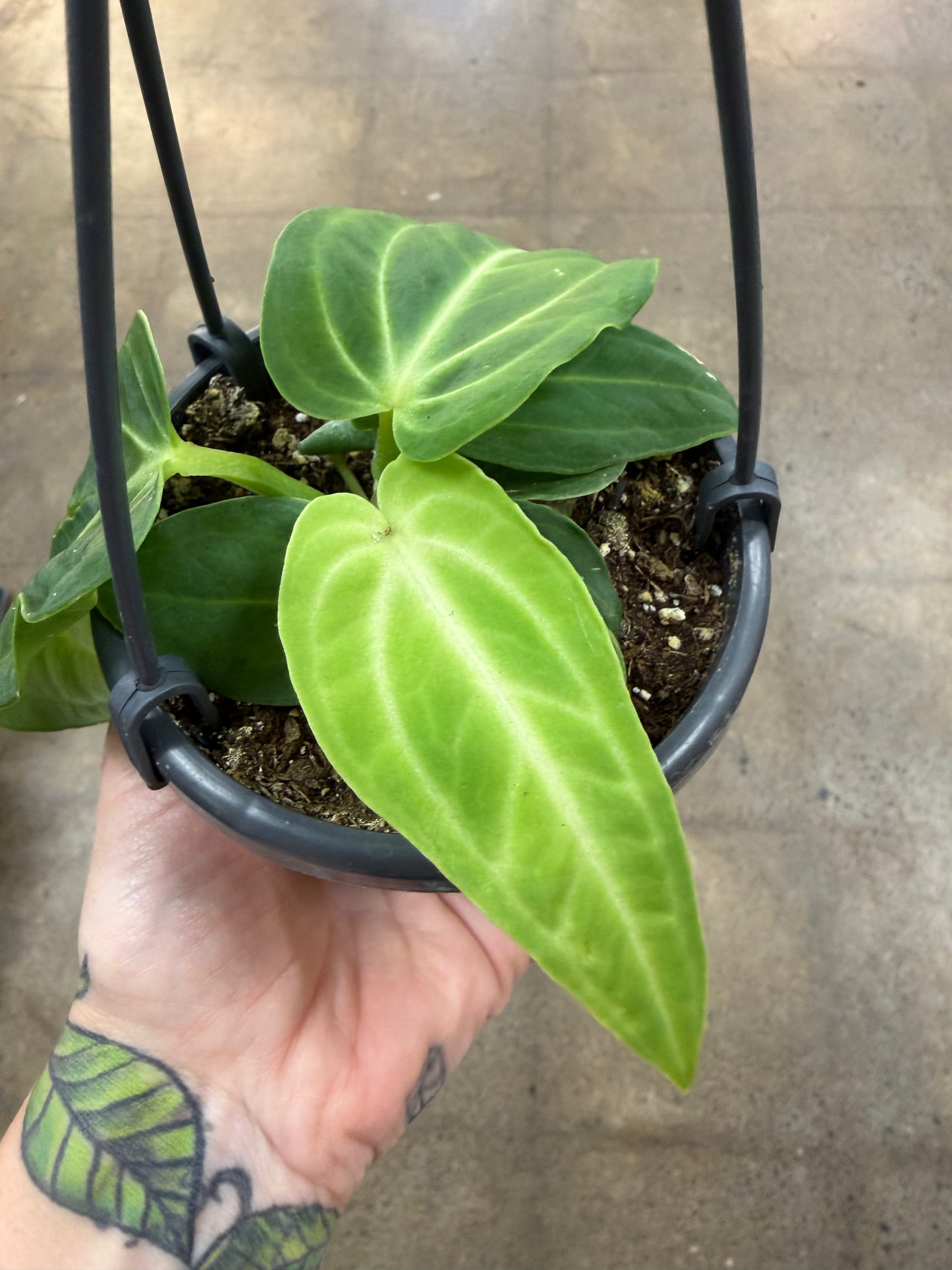 Anthurium Villenaorum