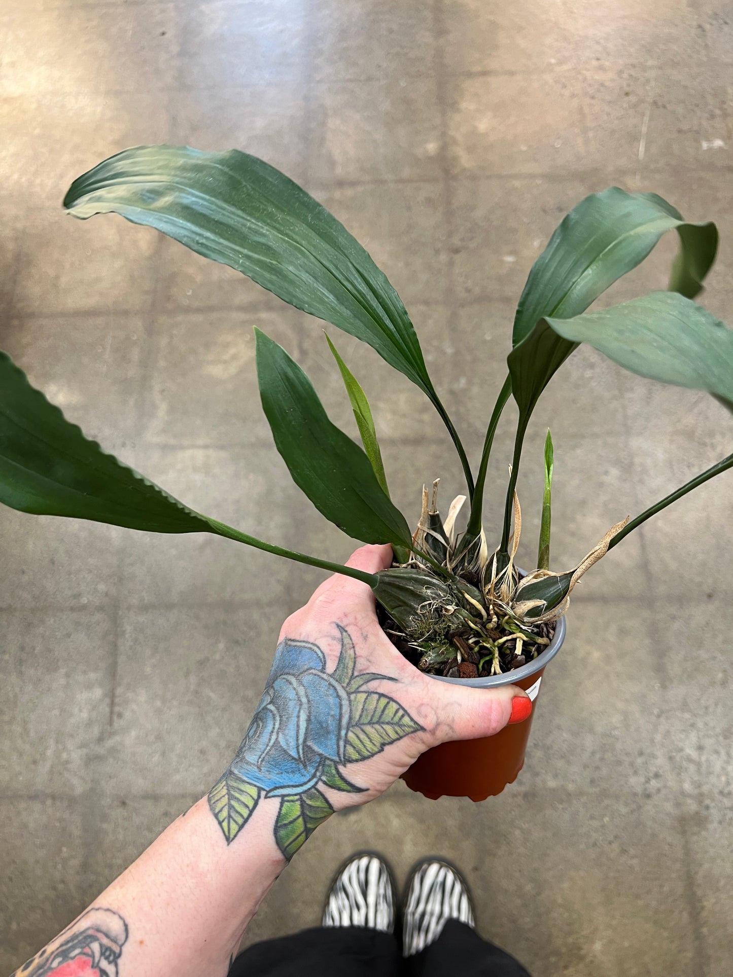 Stanhopea Oculata Orchid