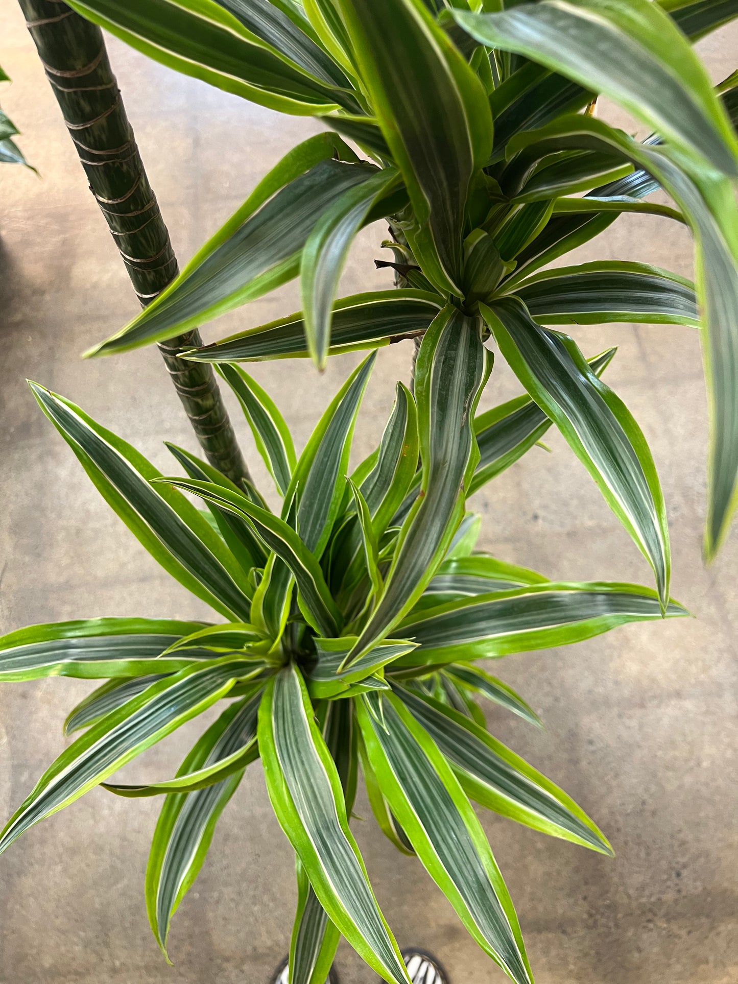 Dracaena Warneckii Lemon Lime 4'3'2'1