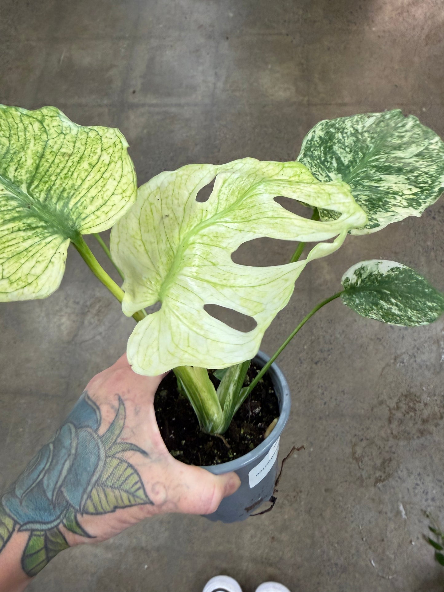 Monstera White Monster