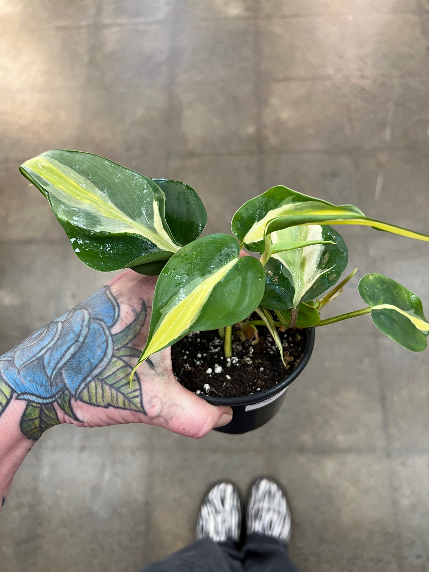 Philodendron Silver Stripe