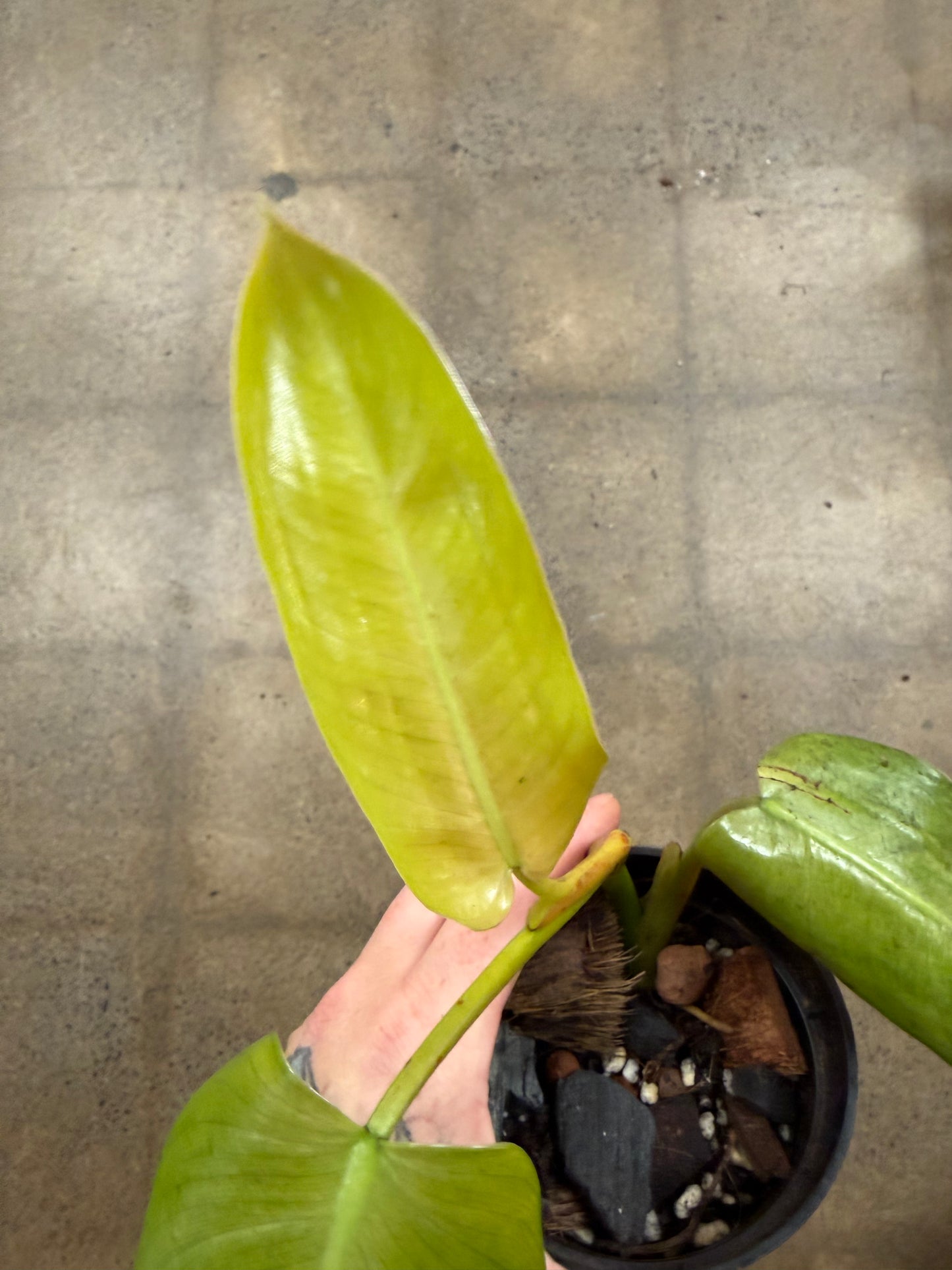Philodendron Wippleway