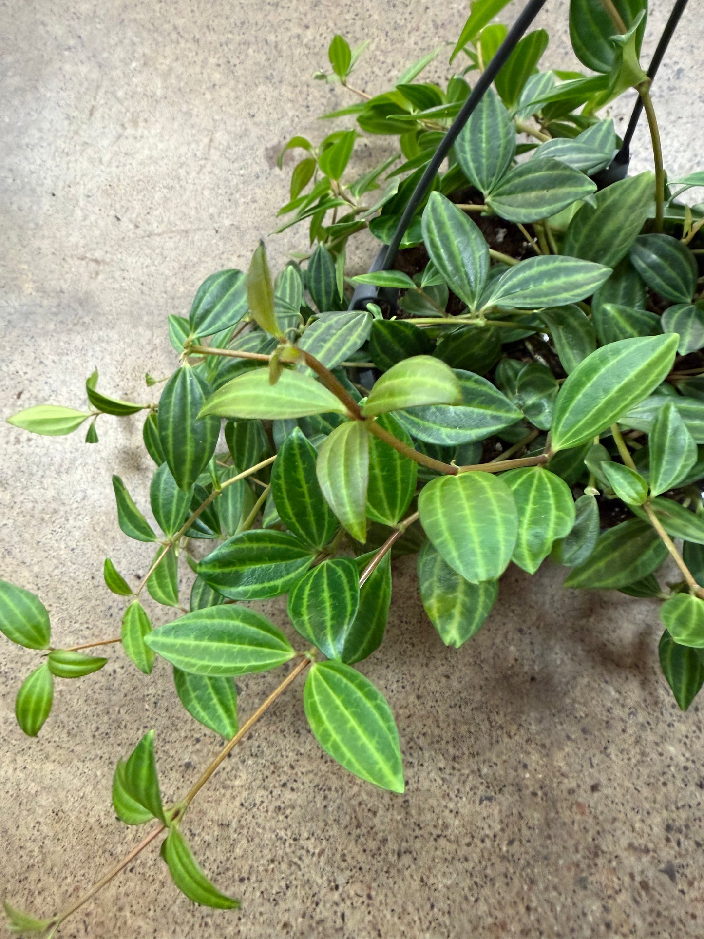 Peperomia Angulata