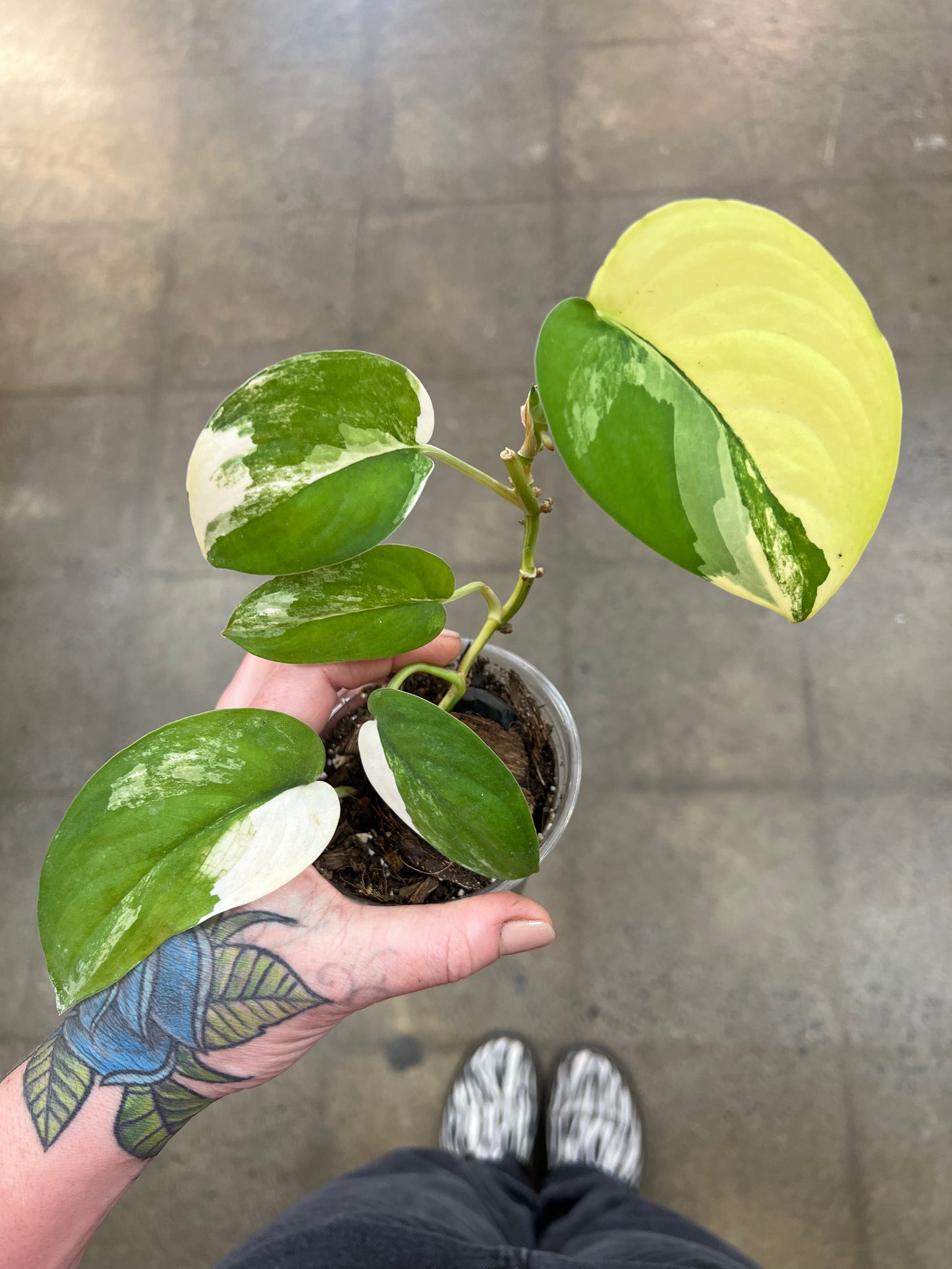 Scindapsus Jade Satin Panaché