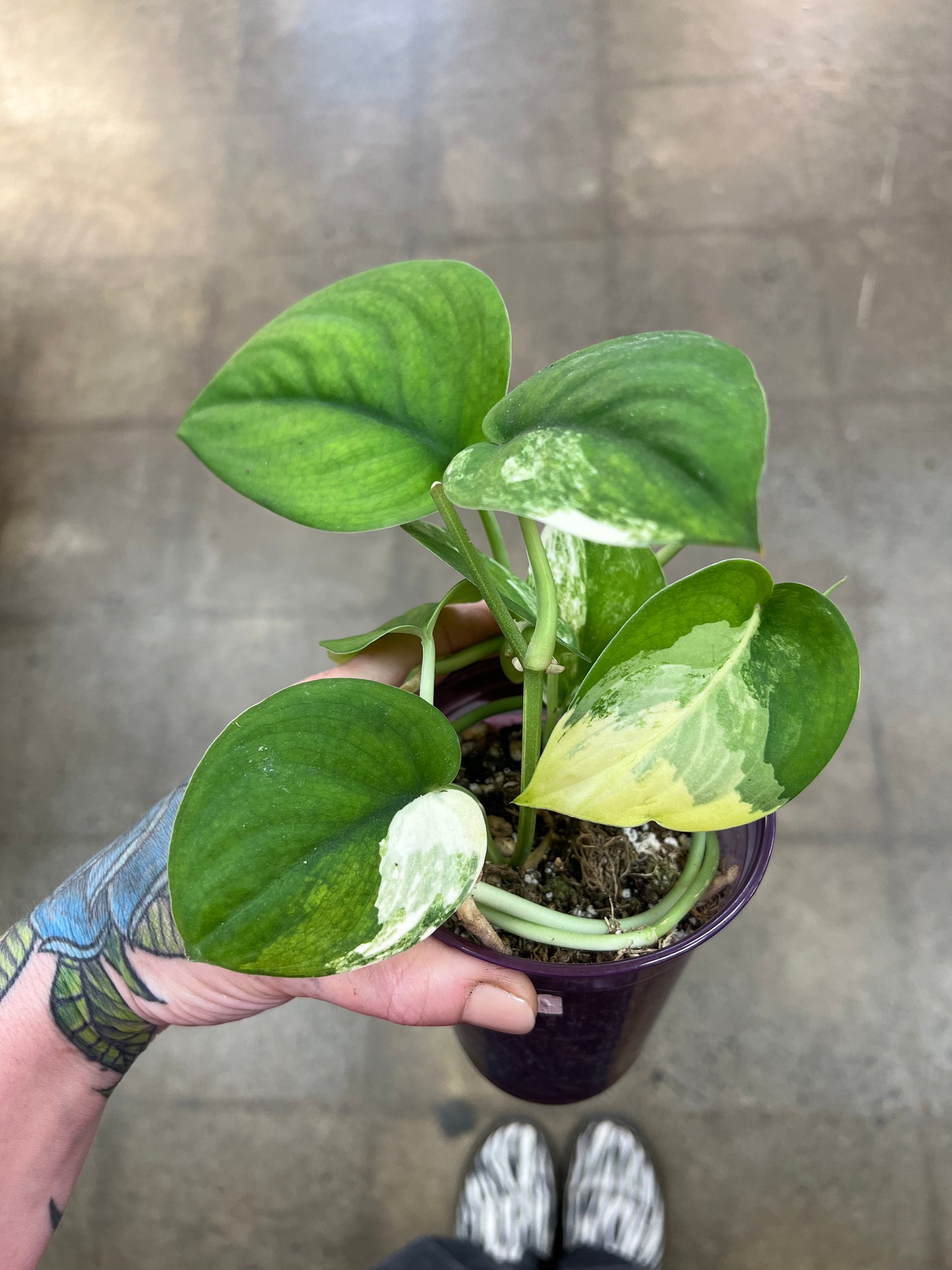 Scindapsus Jade Satin Panaché