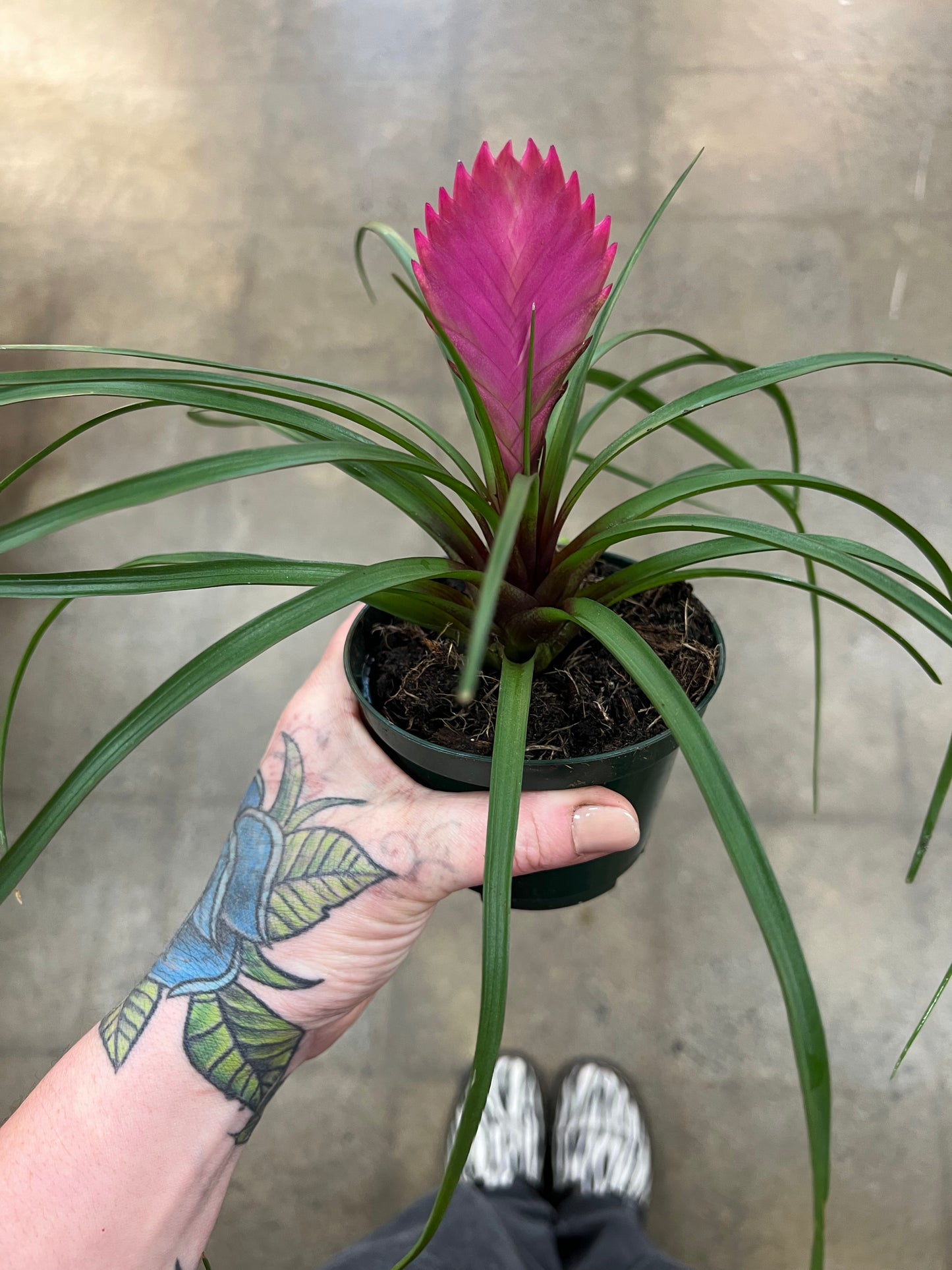 Bromélia Cyanea