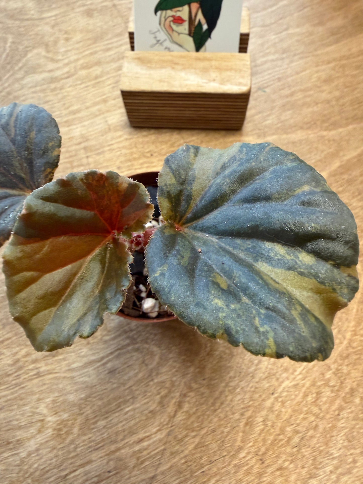 Bégonia Cucullata Aurea Variegated