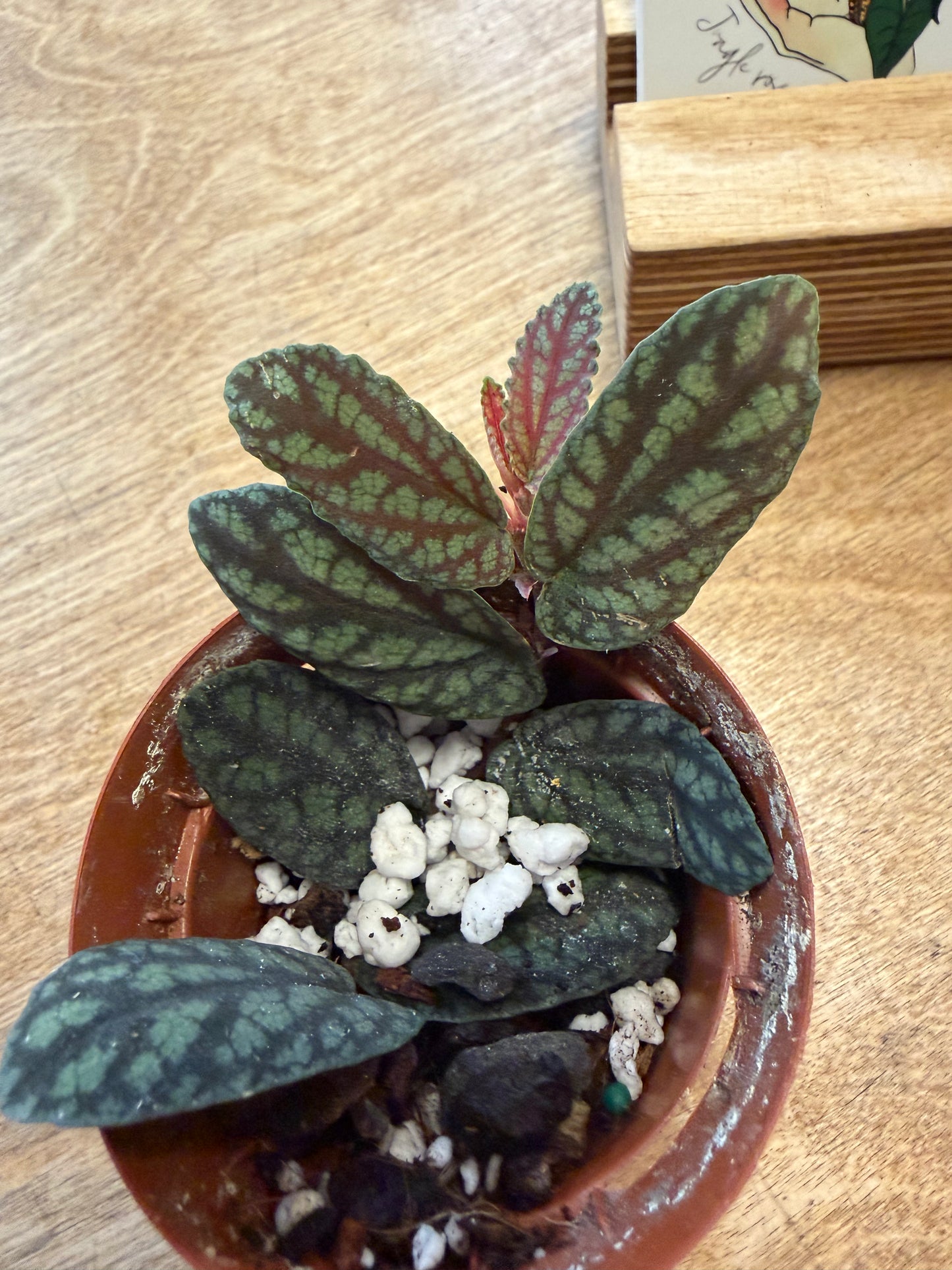 Pellionia Pulchra