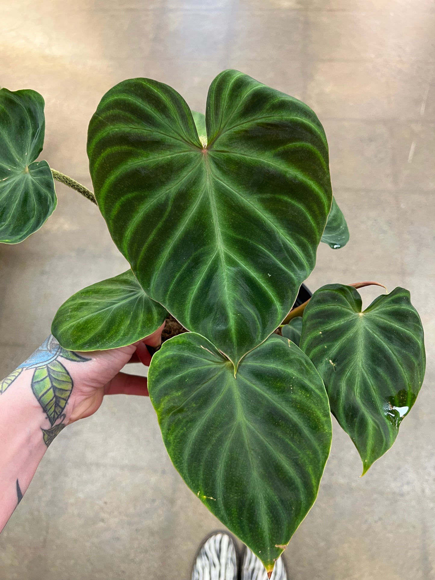 Philodendron Verrucosum