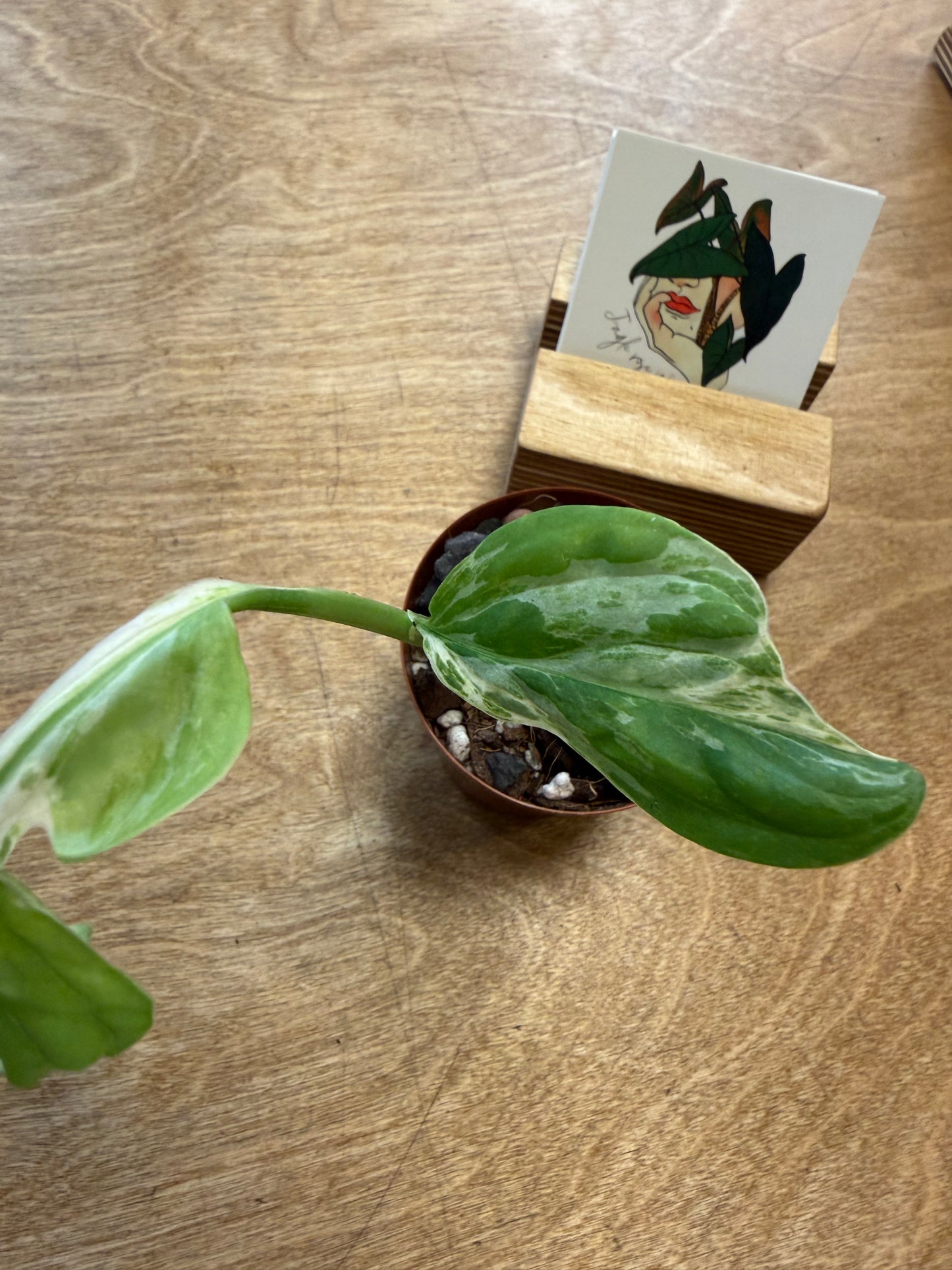 Monstera Adansonii Indonesian Marble Variegated