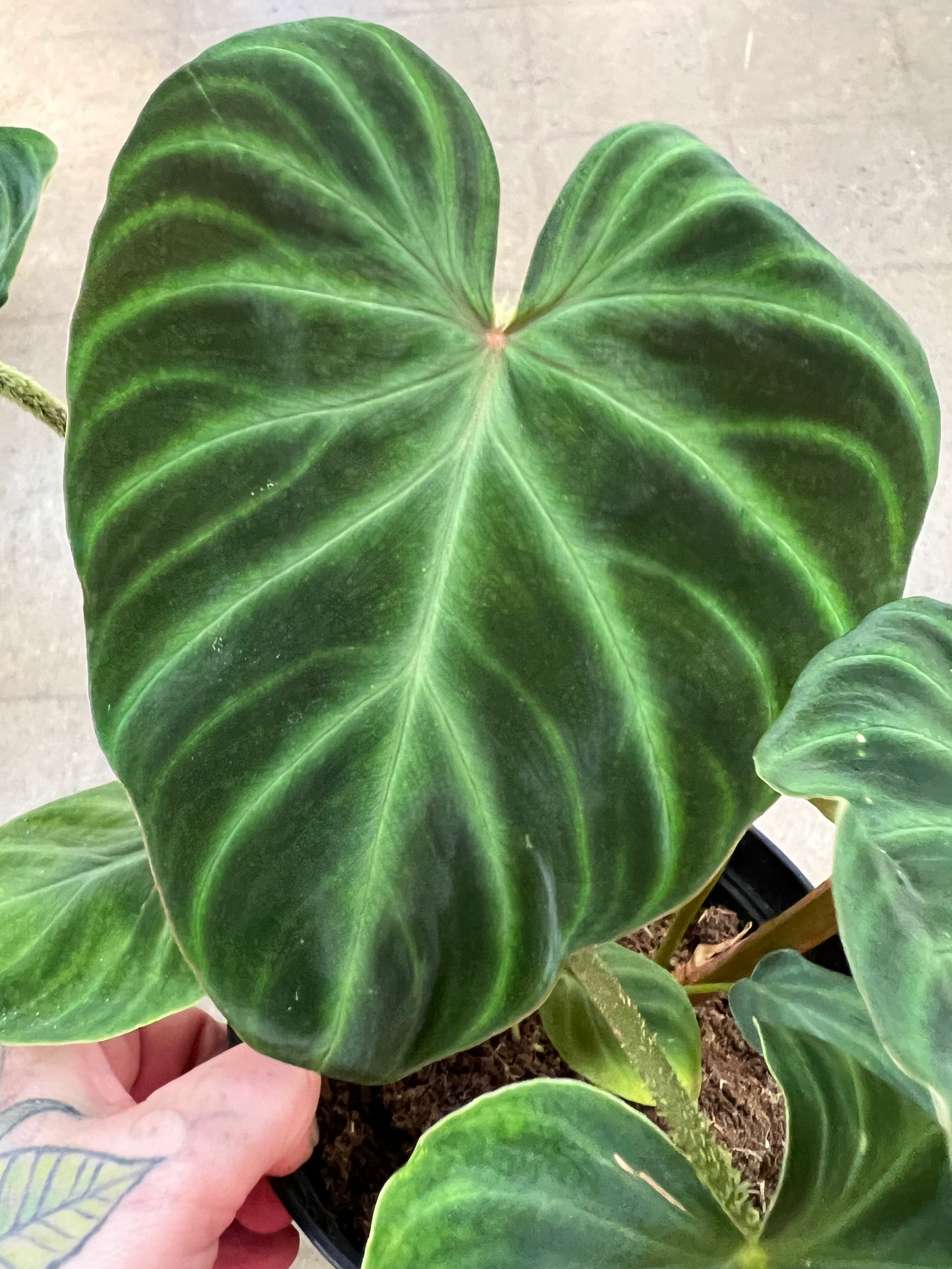 Philodendron Verrucosum