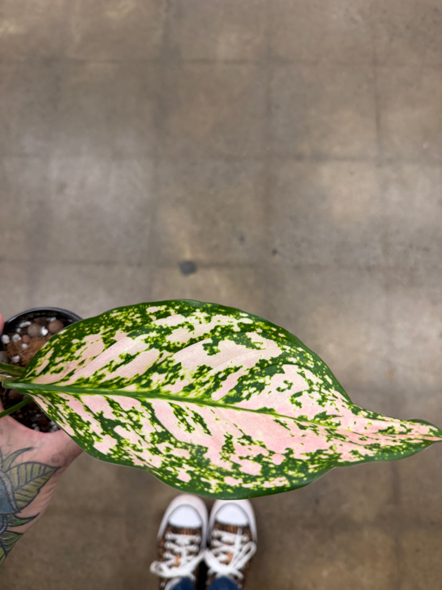 Aglaonema Etta Rose
