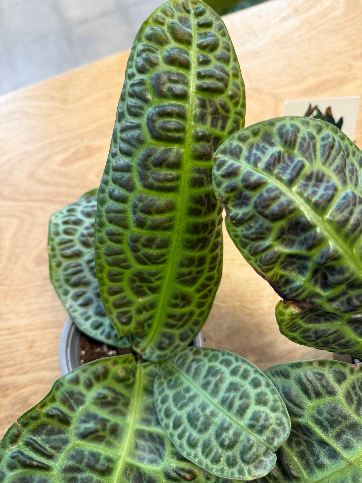 Labisia Kura Kura