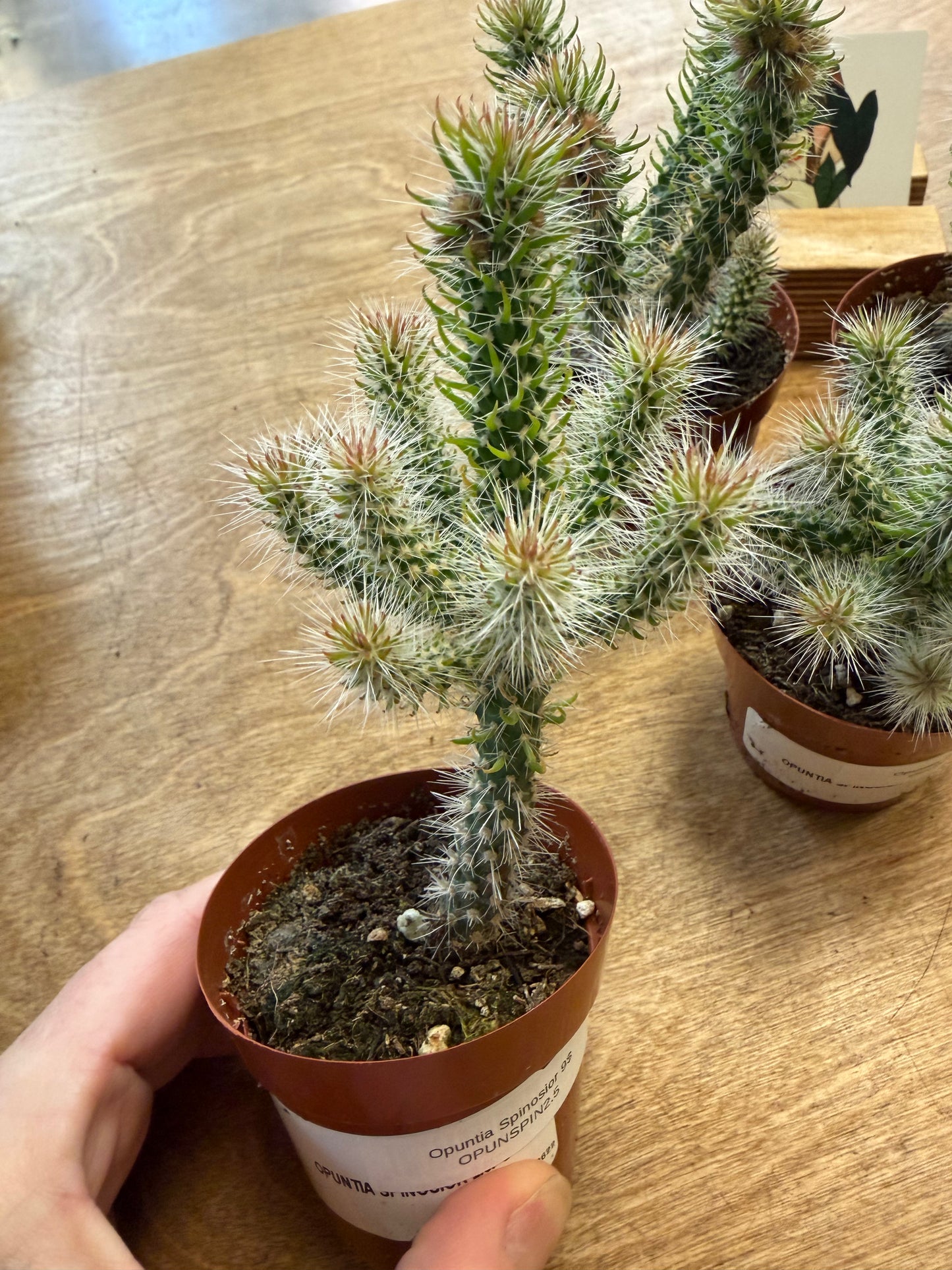 Opuntia Spinosior