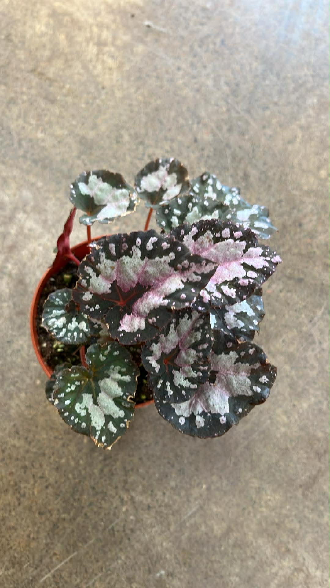 Bégonia Harmony's Twisted Sister