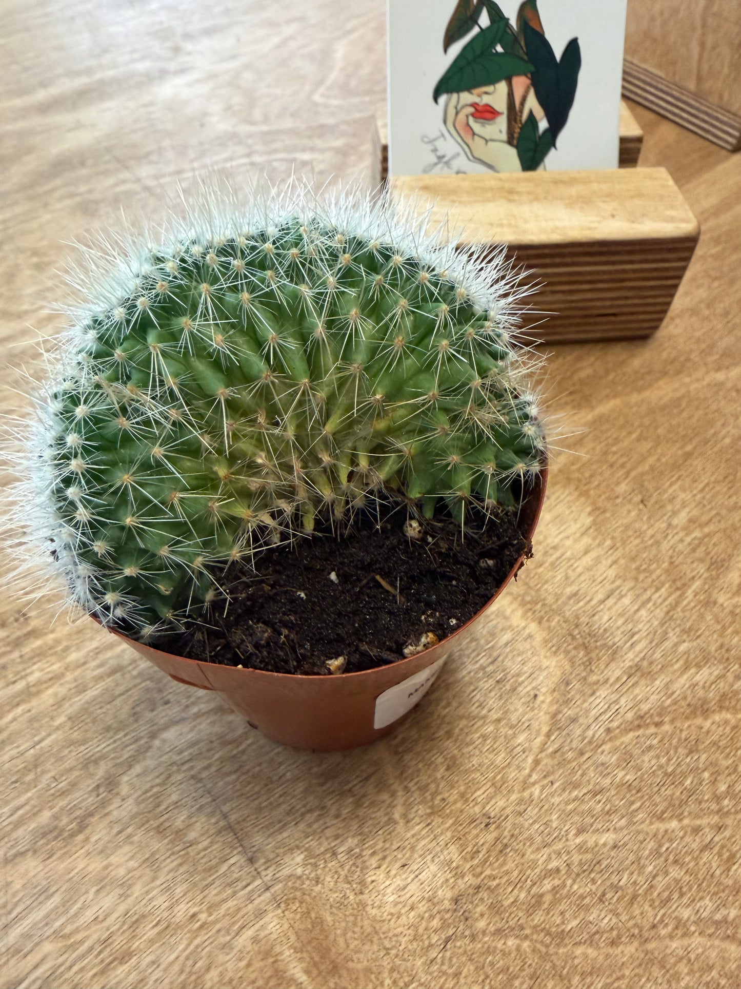 Mammillaria Pringlei Cristata