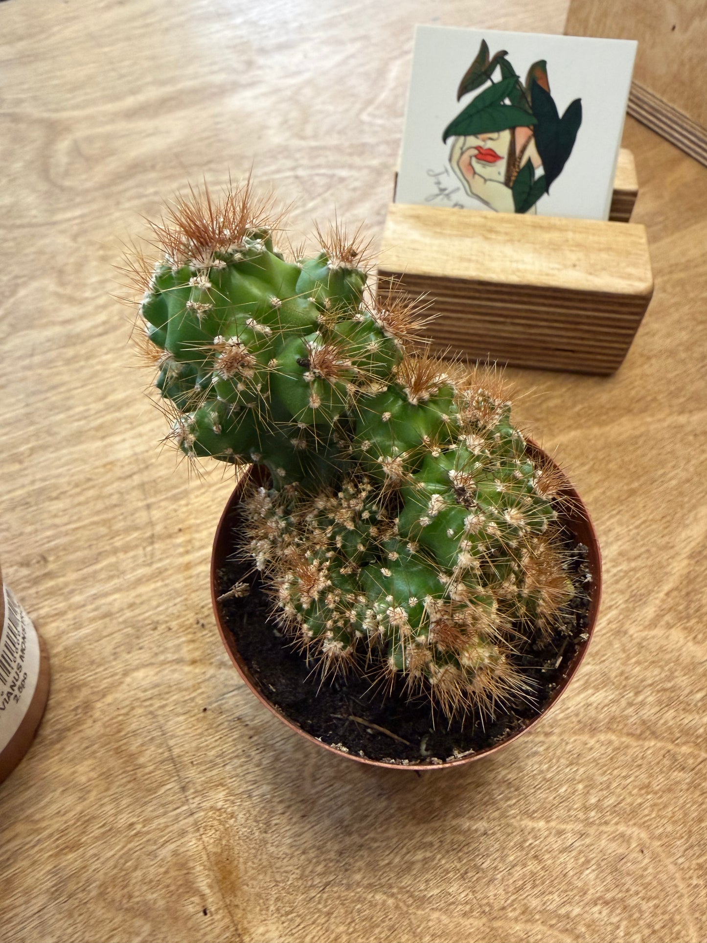 Cereus Peruvianus Monstruosus
