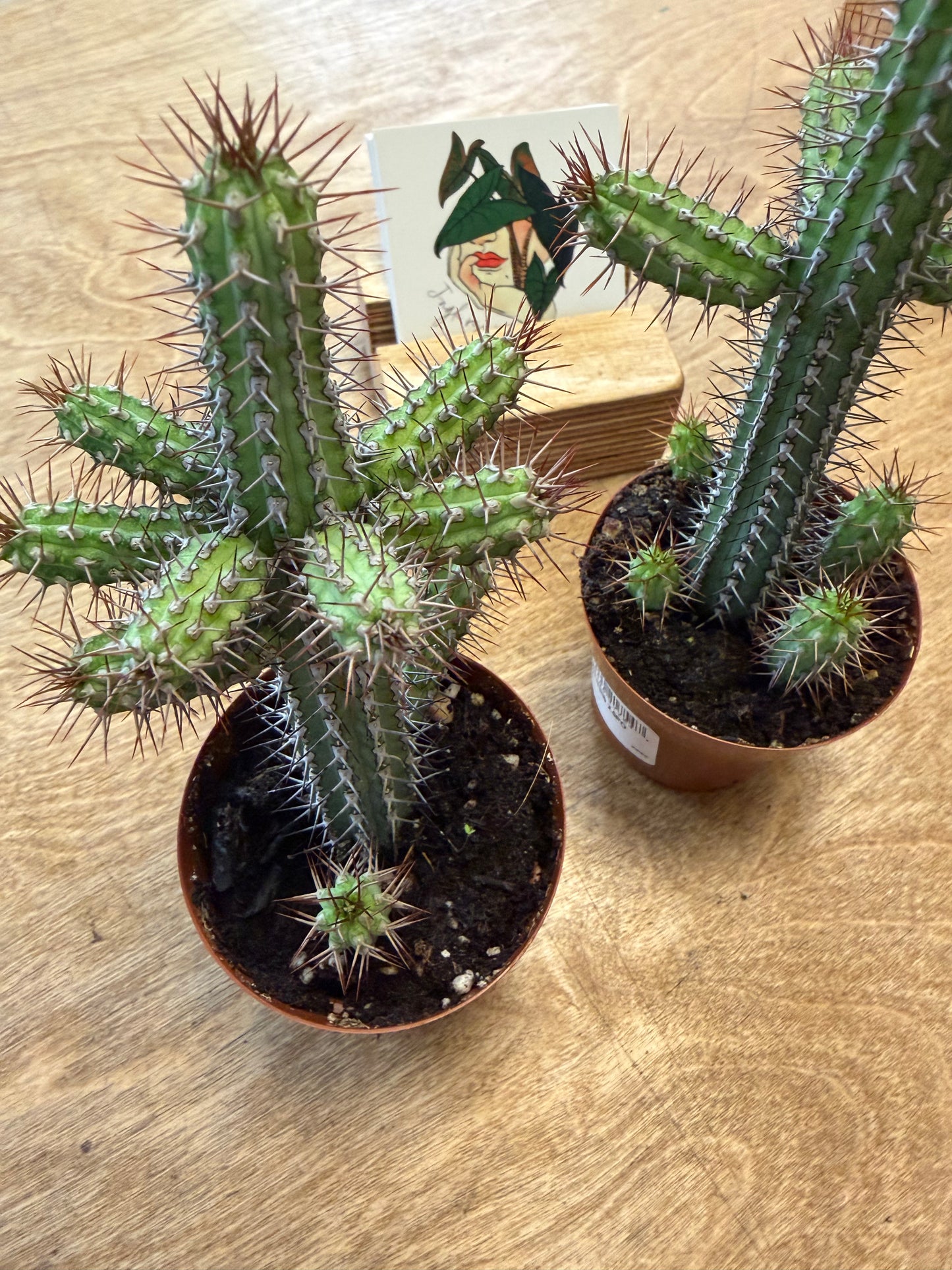 Euphorbia Baioensis