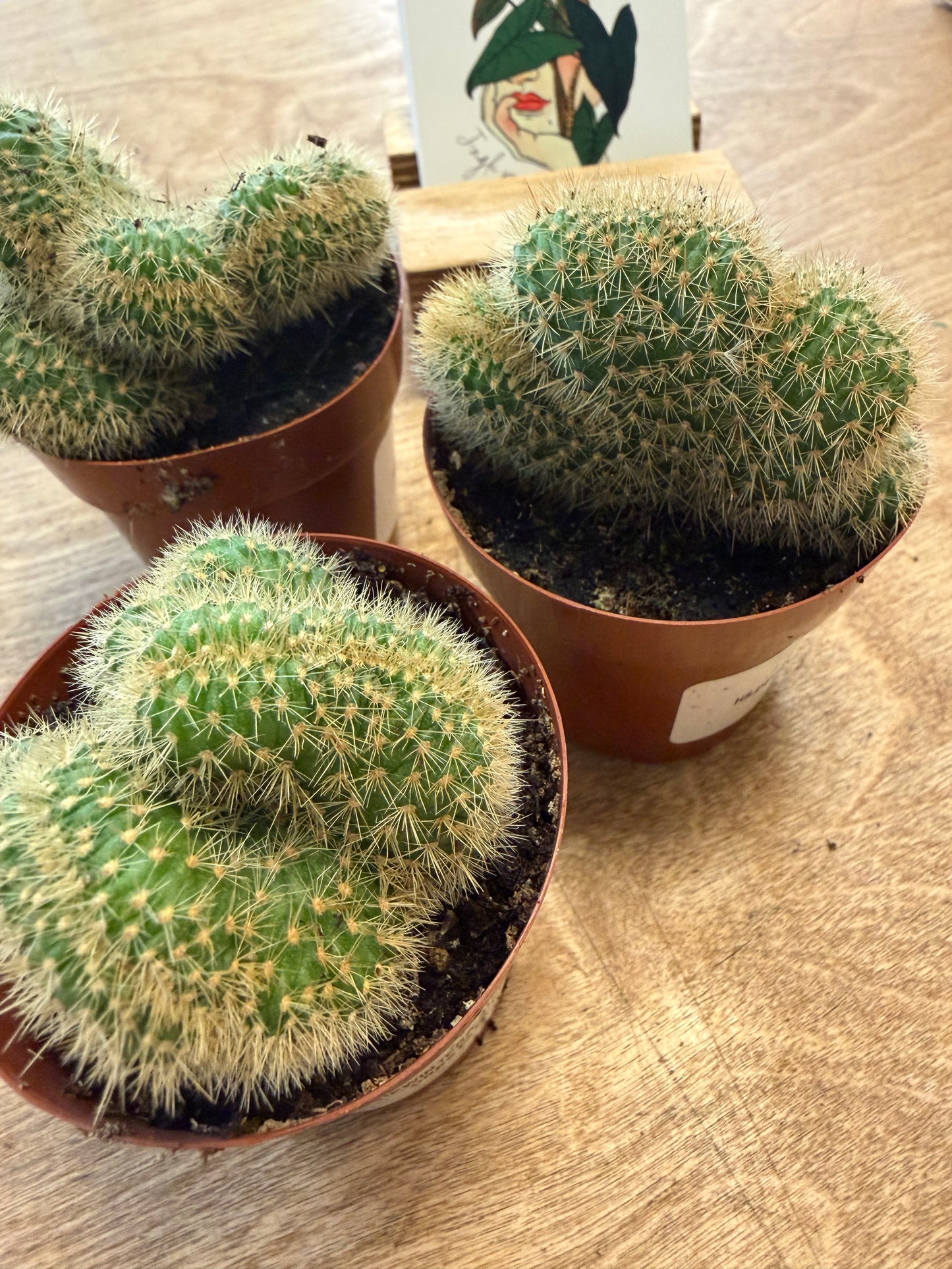 Hildewintera Aureispina