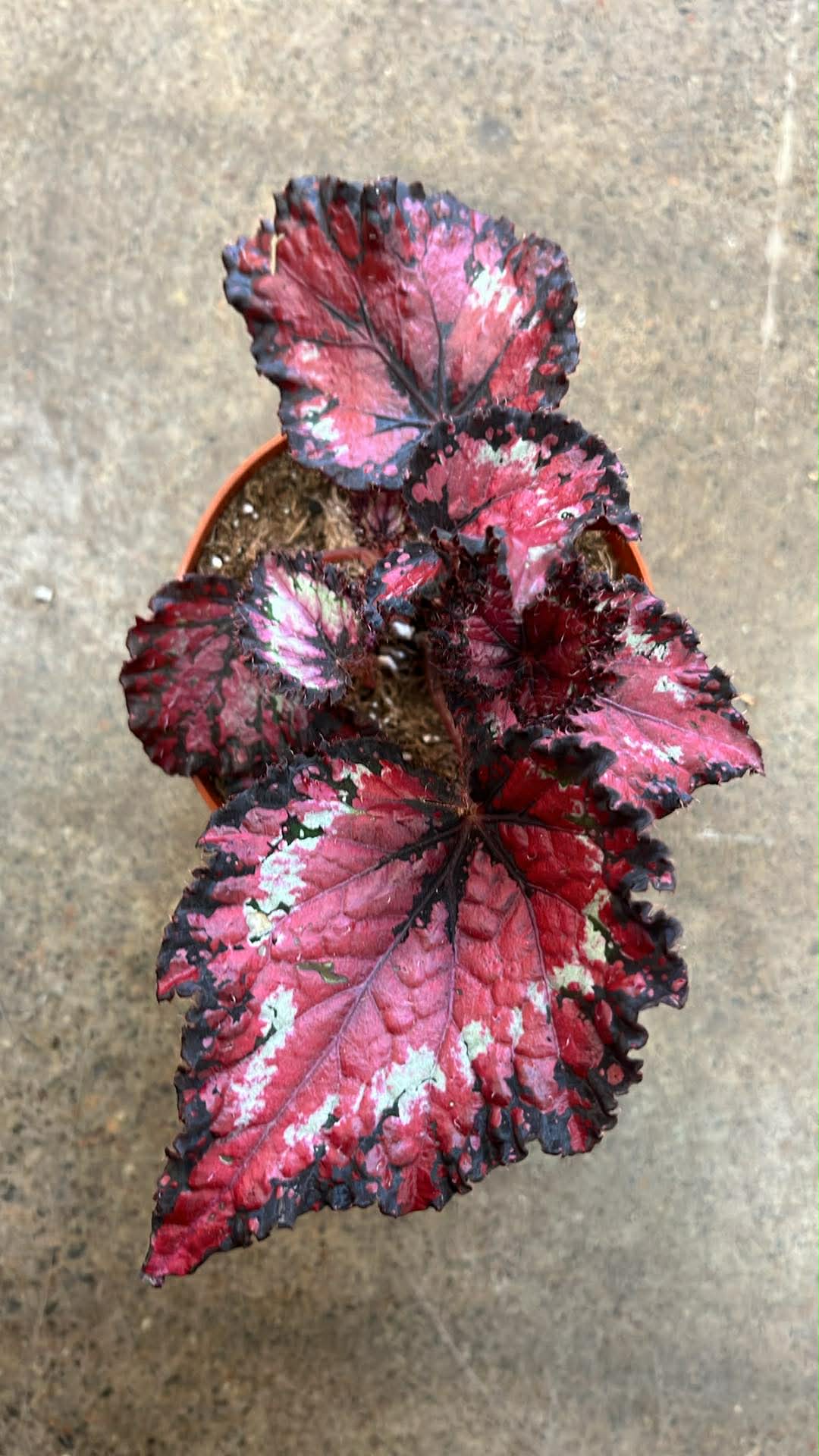Bégonia Harmony's Queen of Hearts