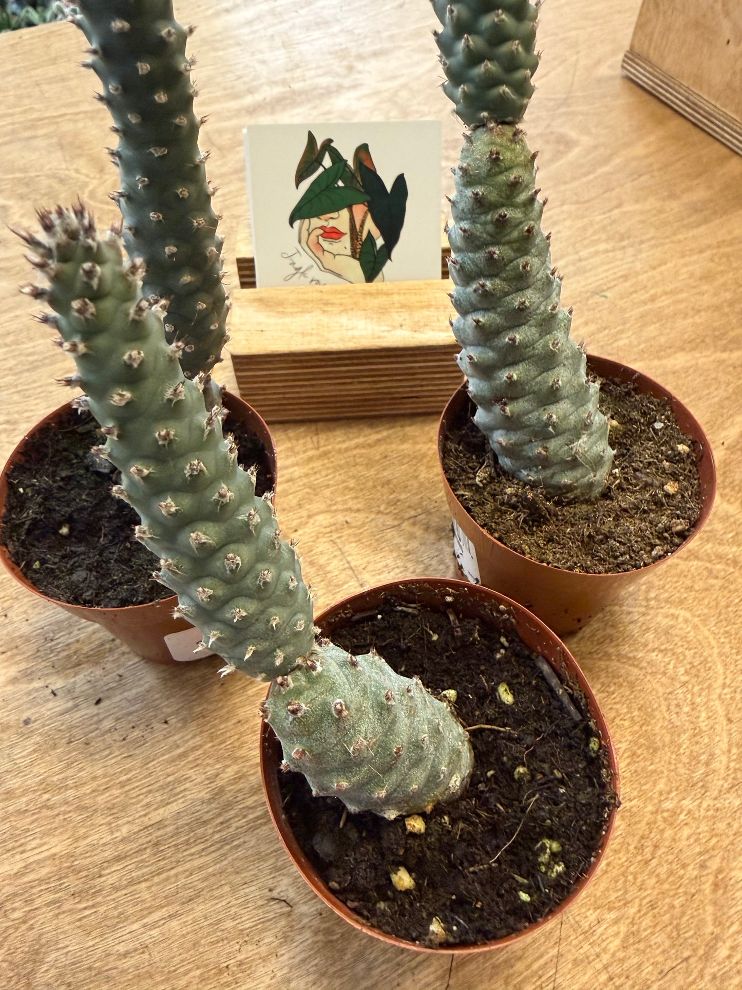 Opuntia Diademata Inermis