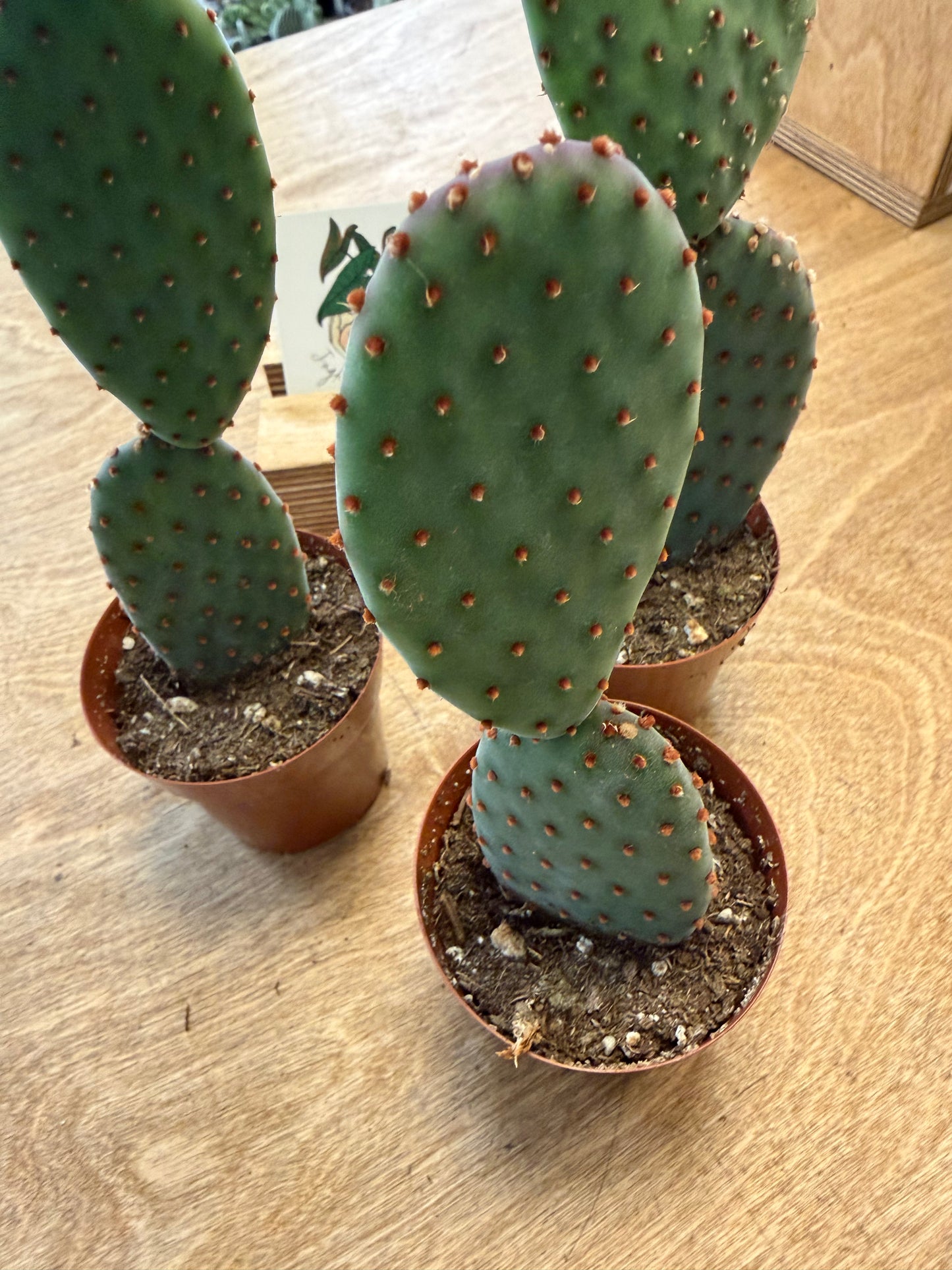 Opuntia Microdasys Indigo
