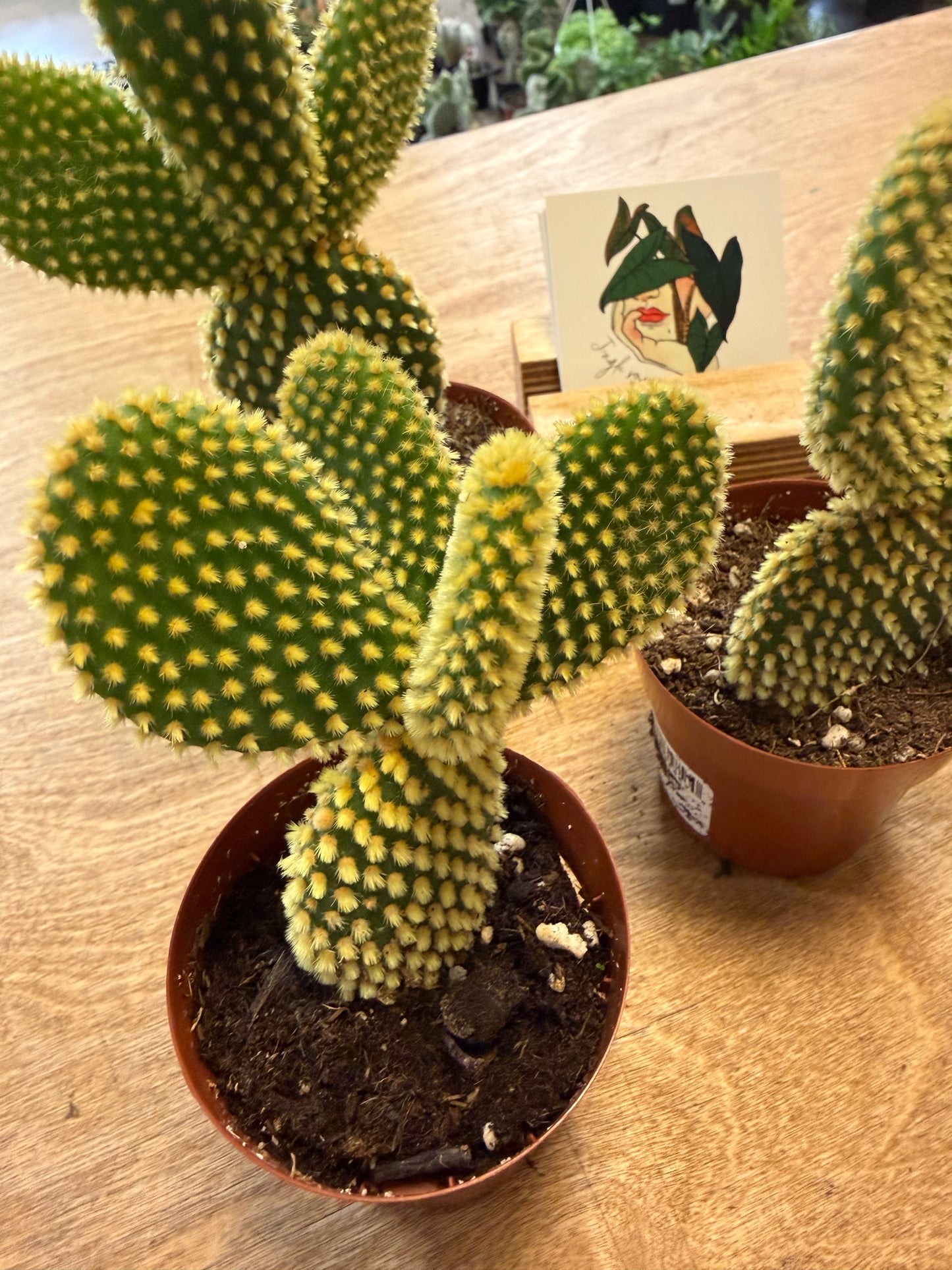 Opuntia Microdasys Yellow