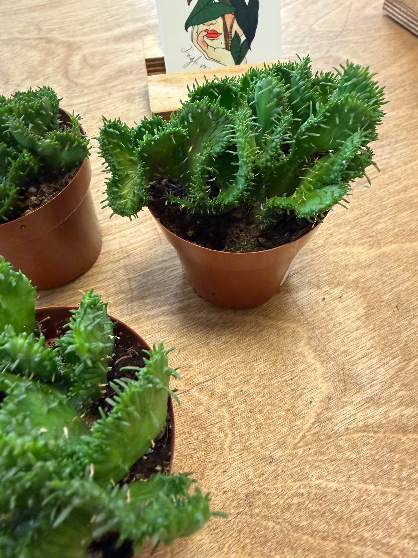 Euphorbia Pugniformis Cristata