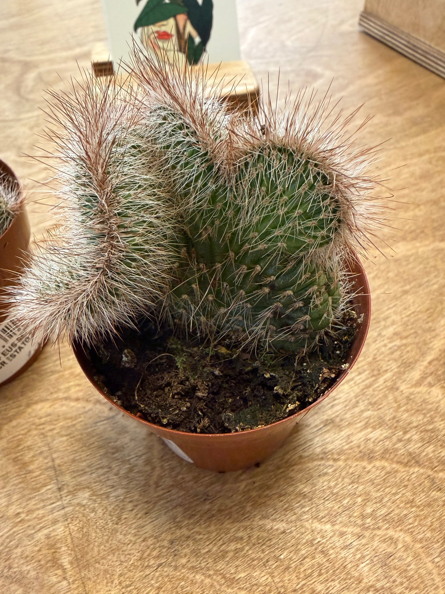 Nyctocereus Serpentinus Cristata