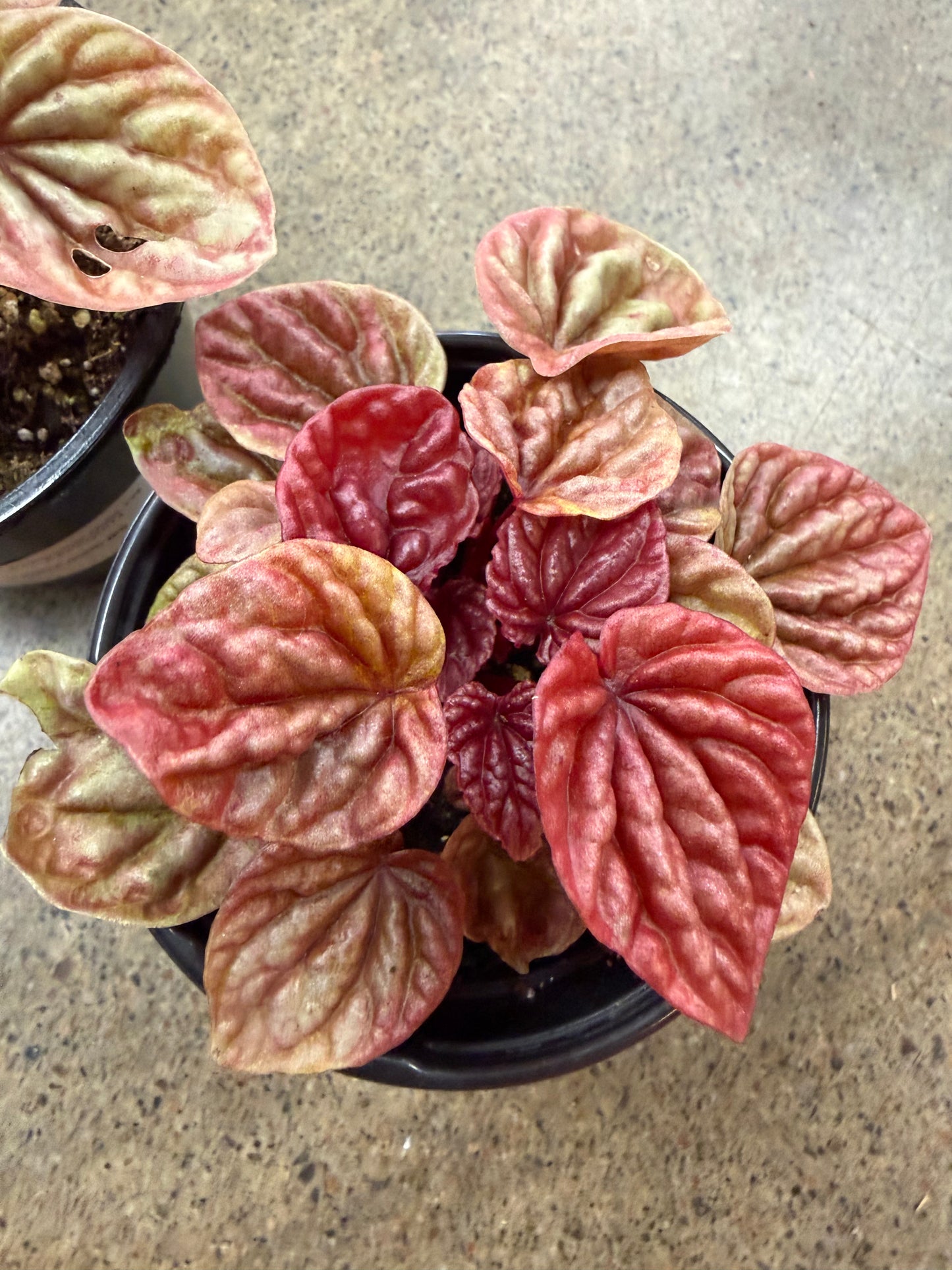 Peperomia Quito