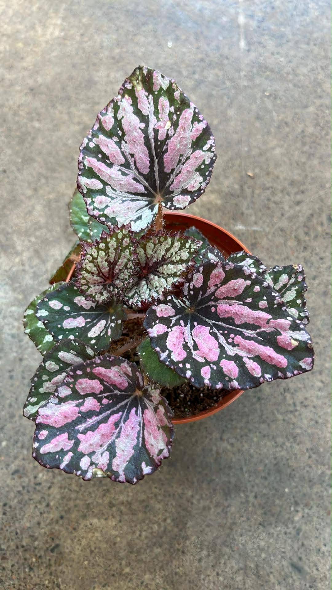 Bégonia Harmony's Ember