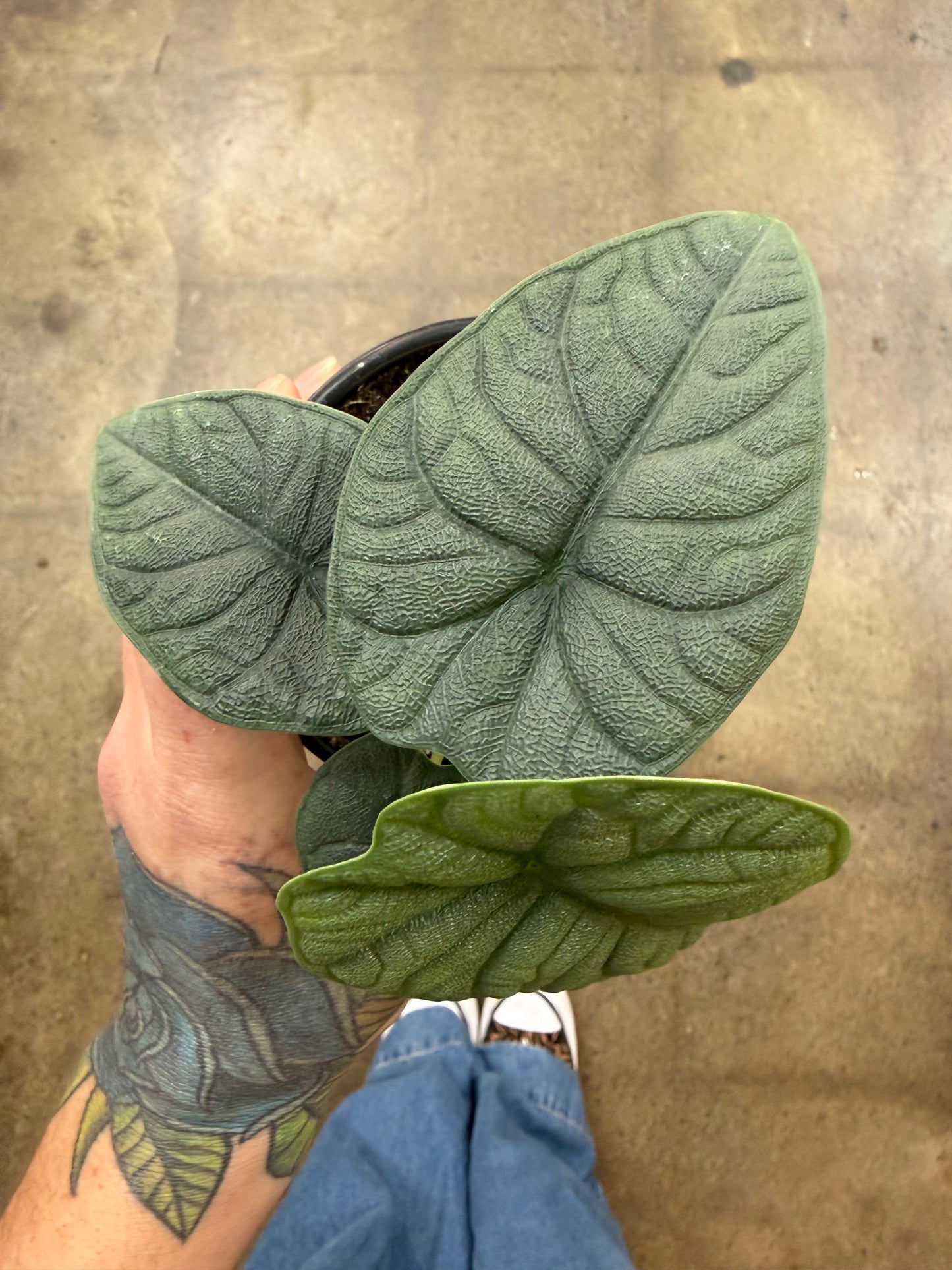 Alocasia Melo