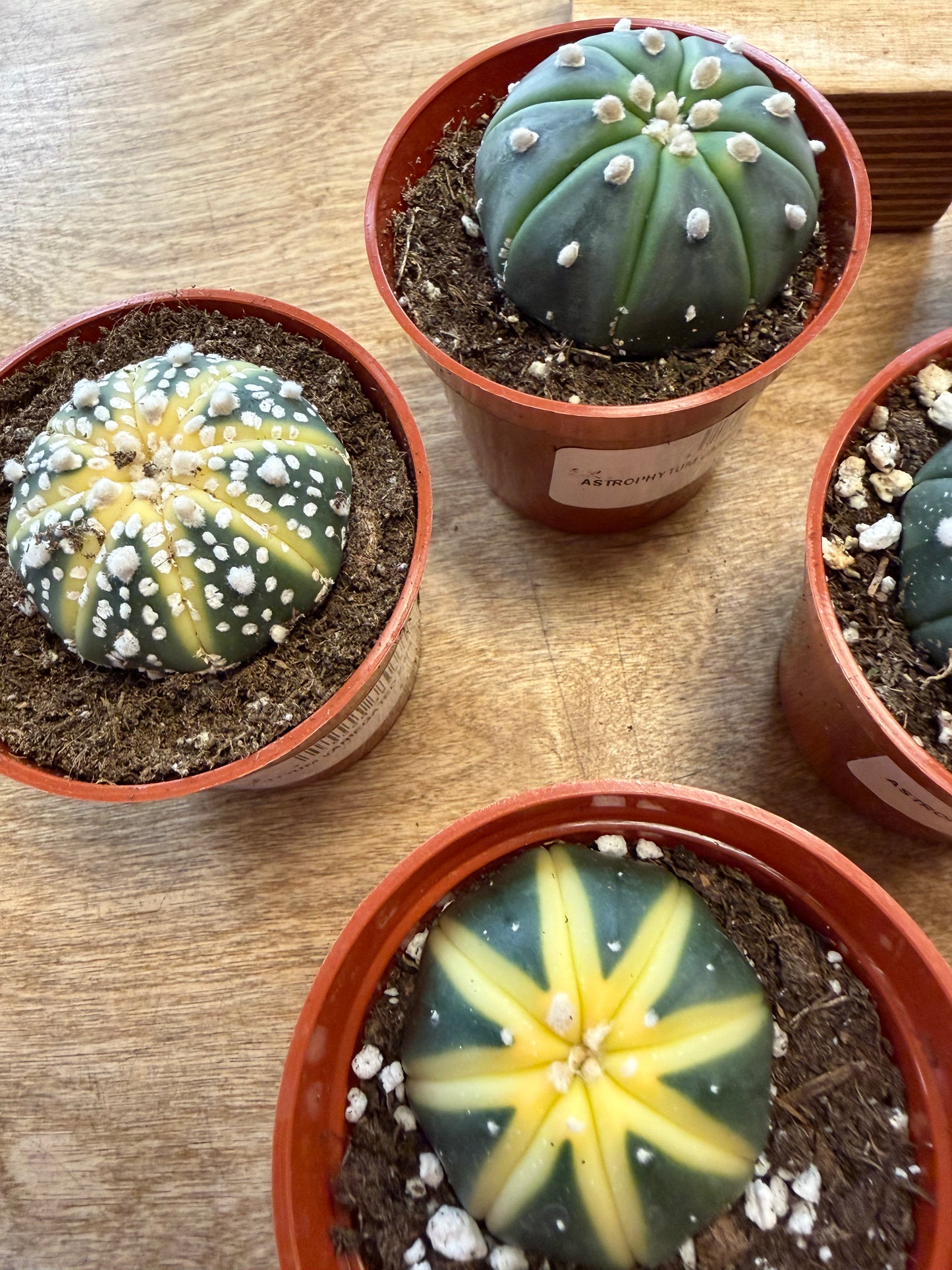 Astrophytum Variegated