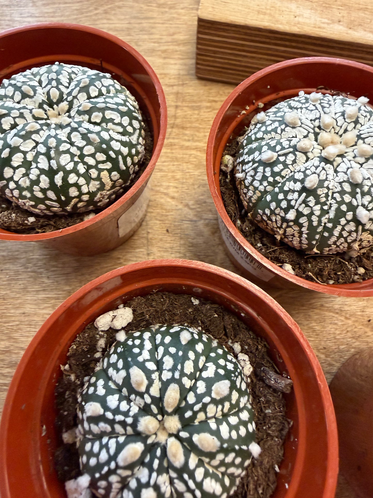 Astrophytum Ornatum