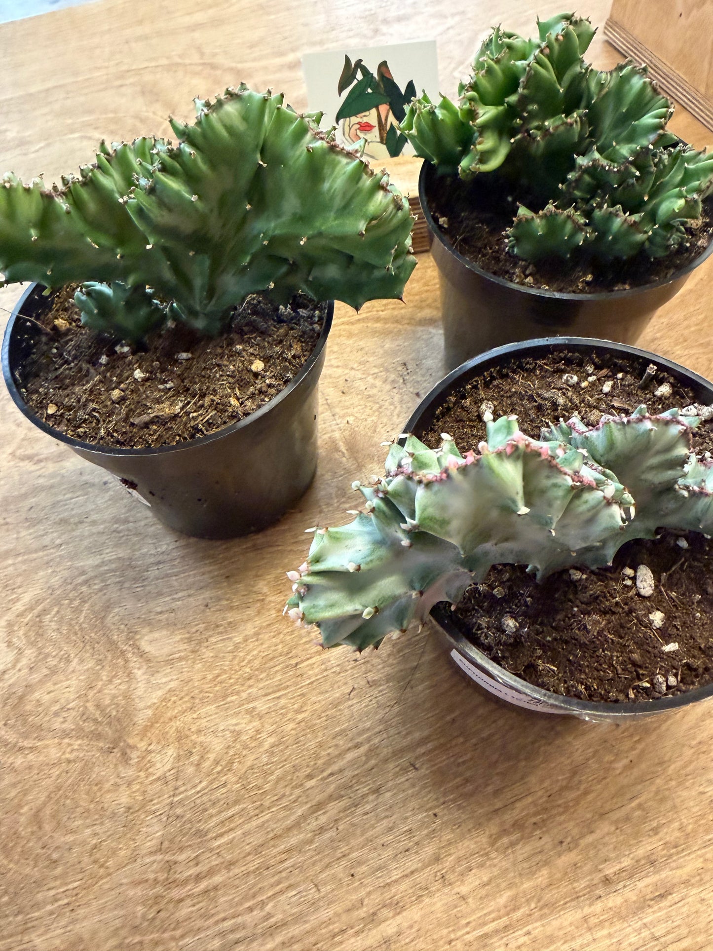 Euphorbia Lactea Cristata