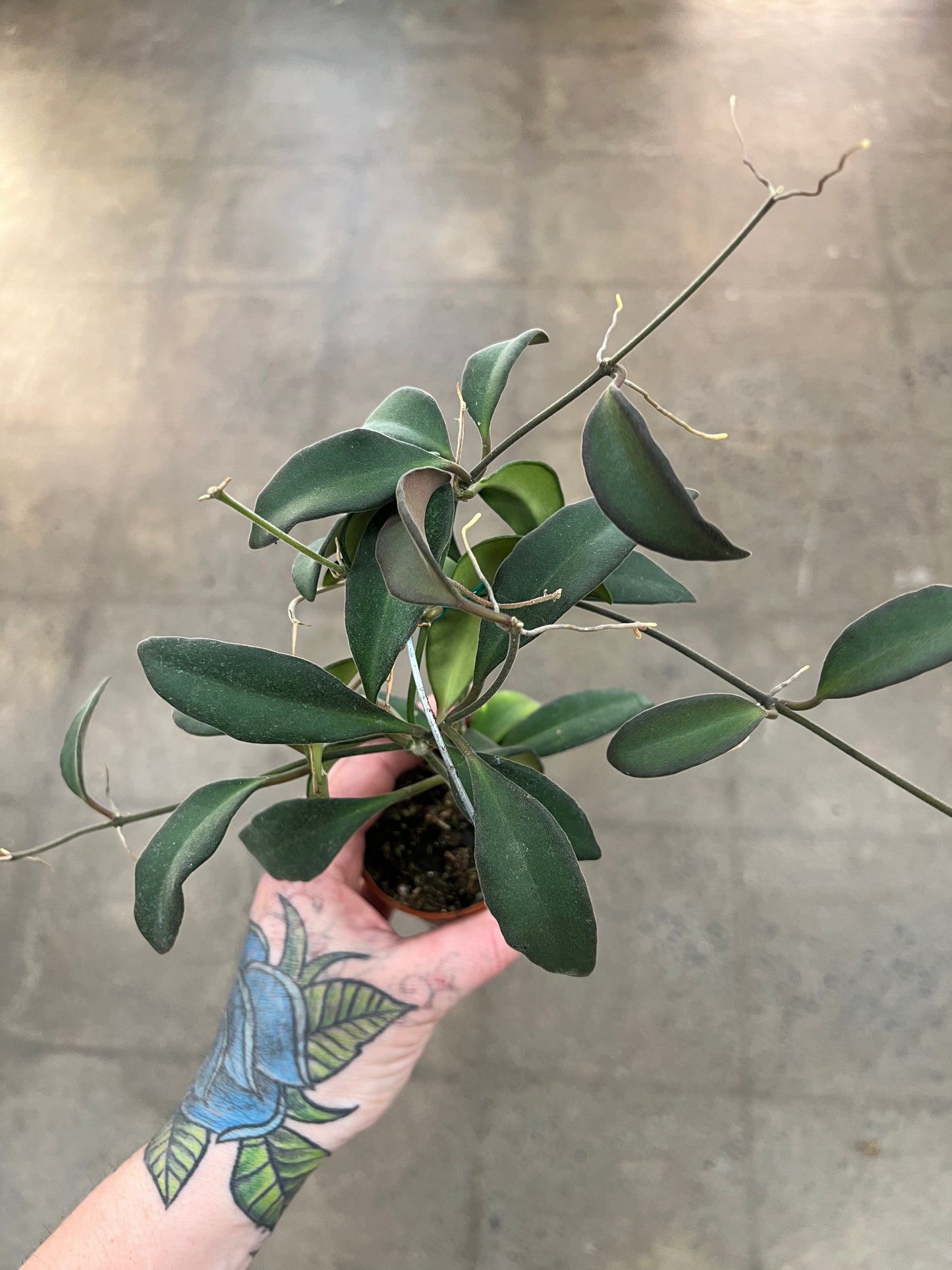 Hoya Burtoniae