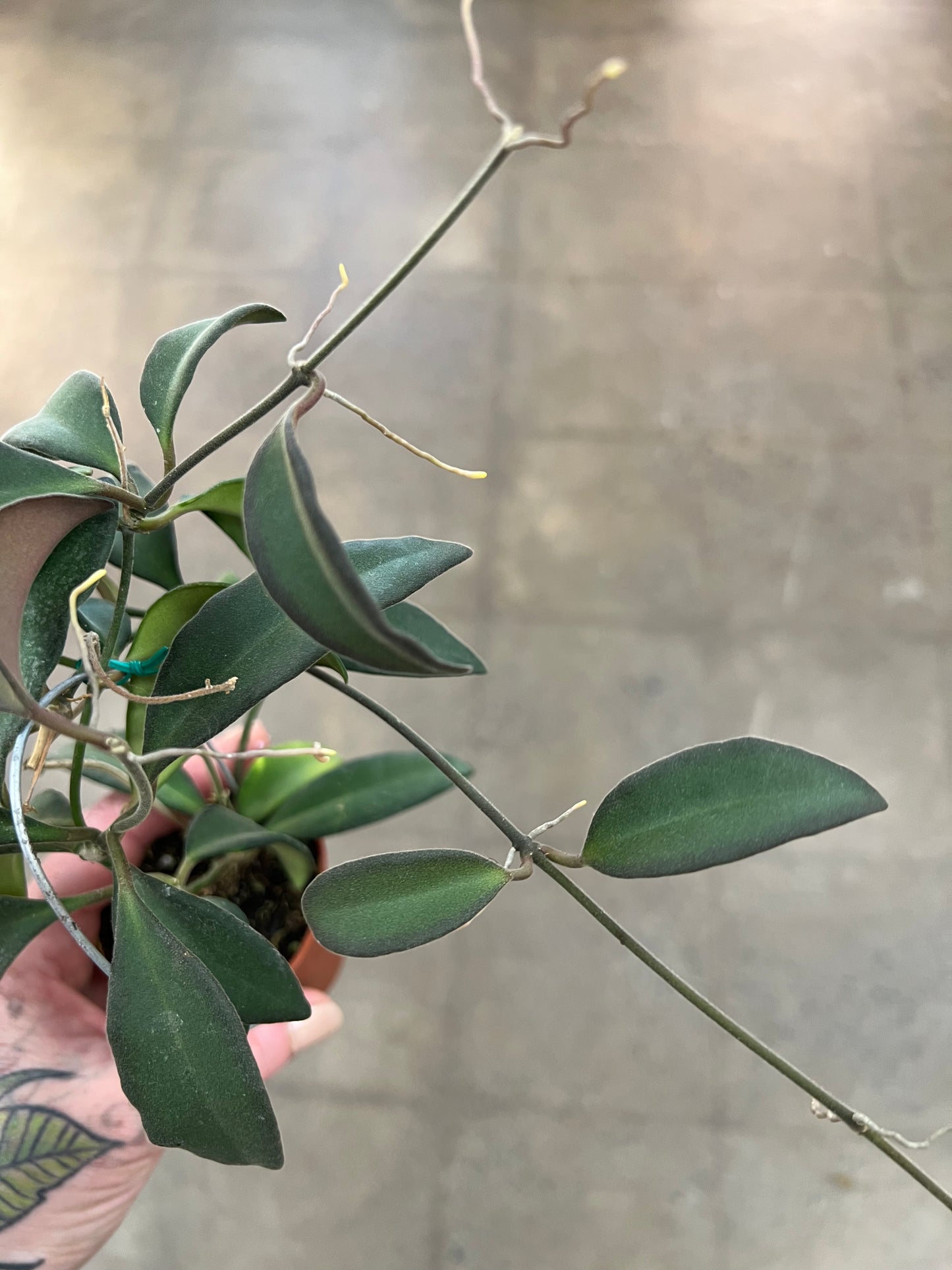 Hoya Burtoniae
