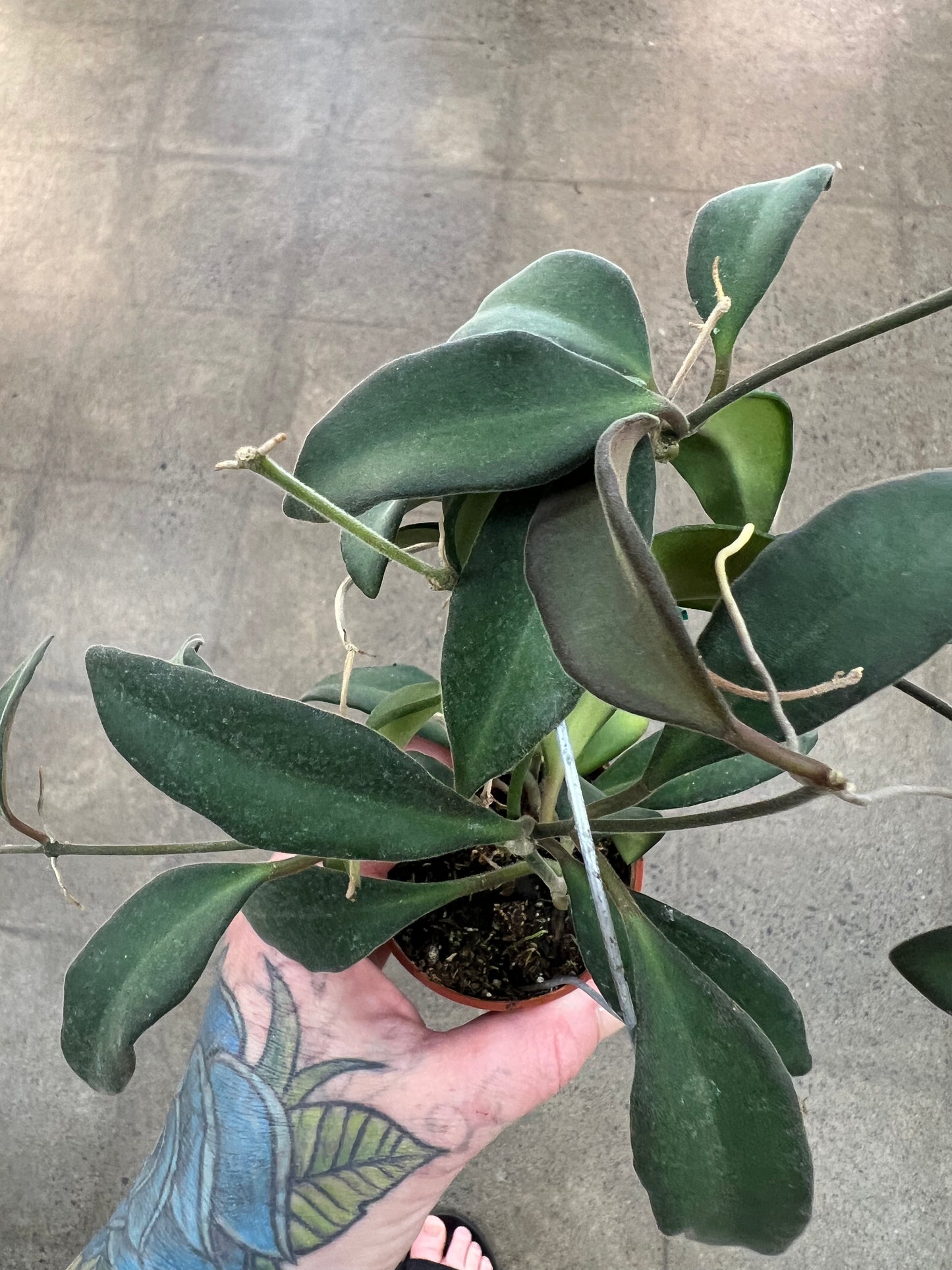 Hoya Burtoniae