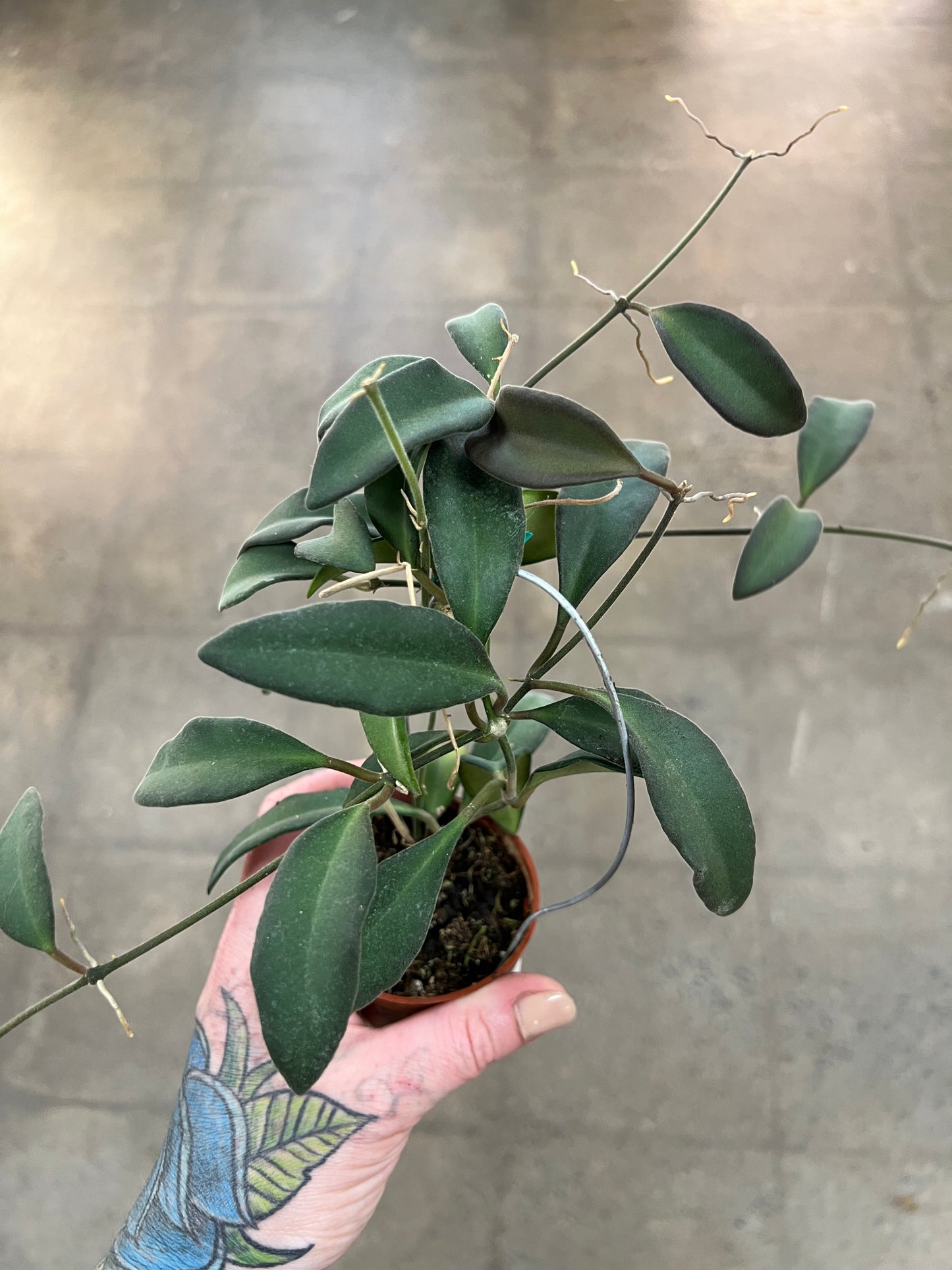 Hoya Burtoniae